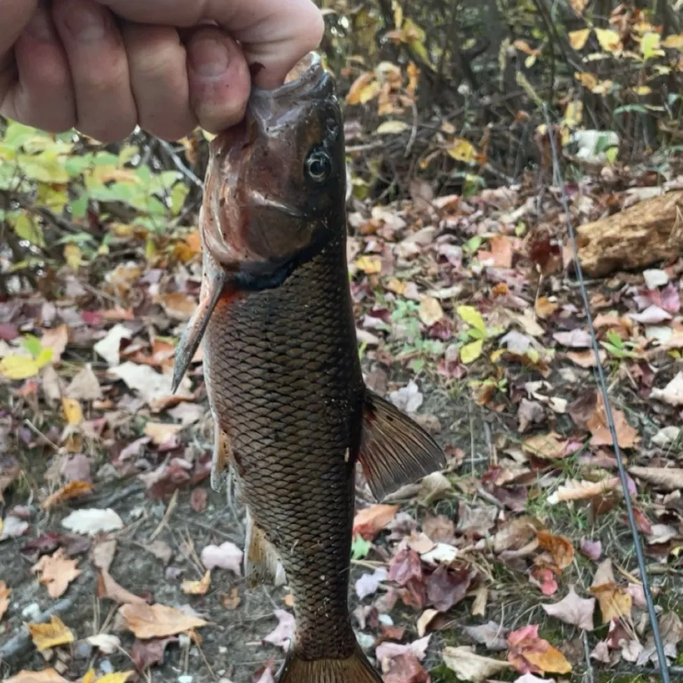 Fallfish caught on Fishbrain