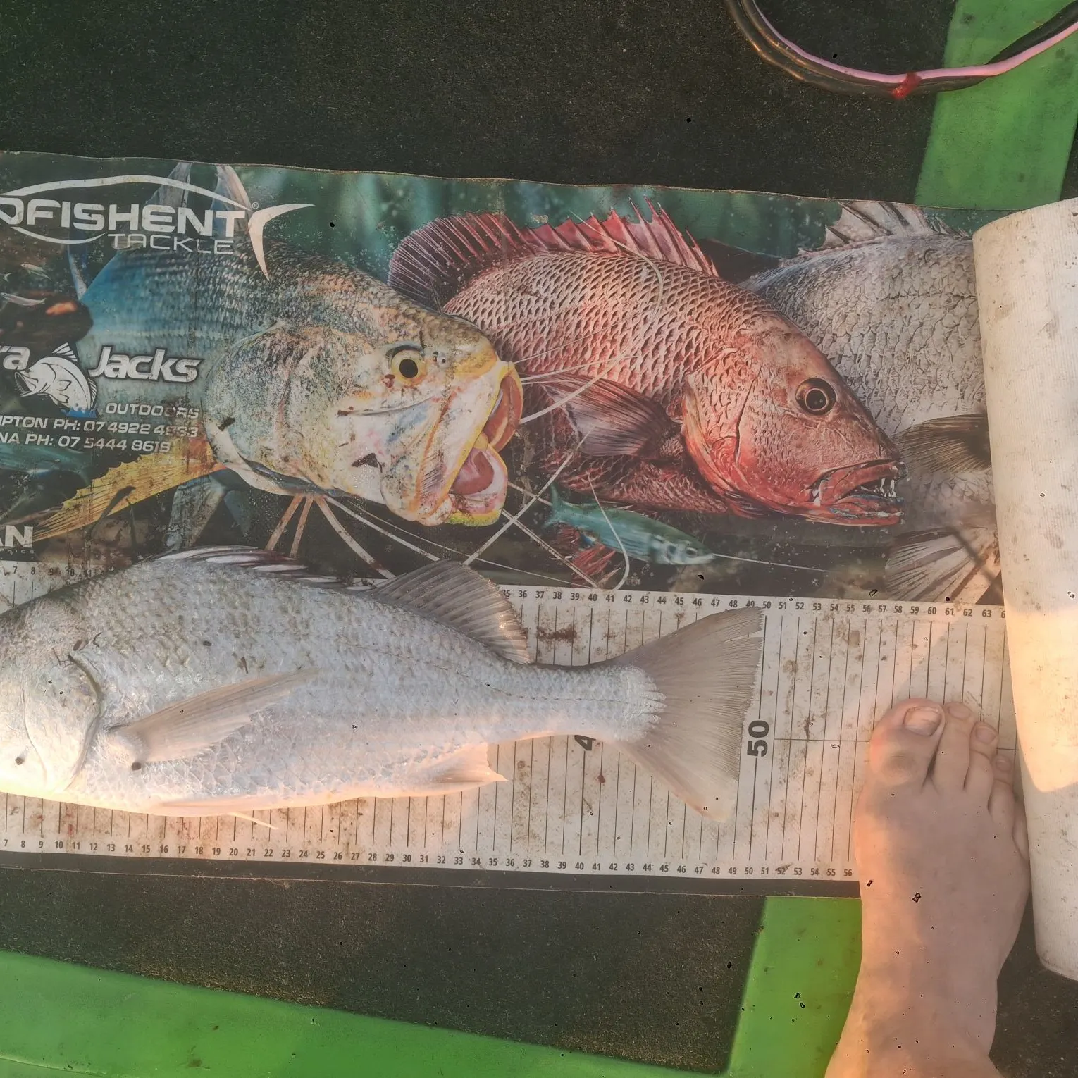 The most recent Javelin grunter catches on Fishbrain