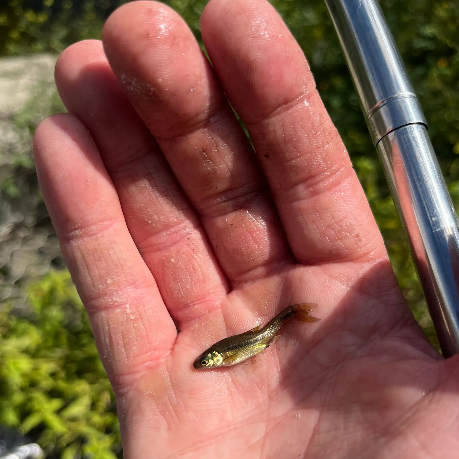 The most recent Fathead minnow catches on Fishbrain