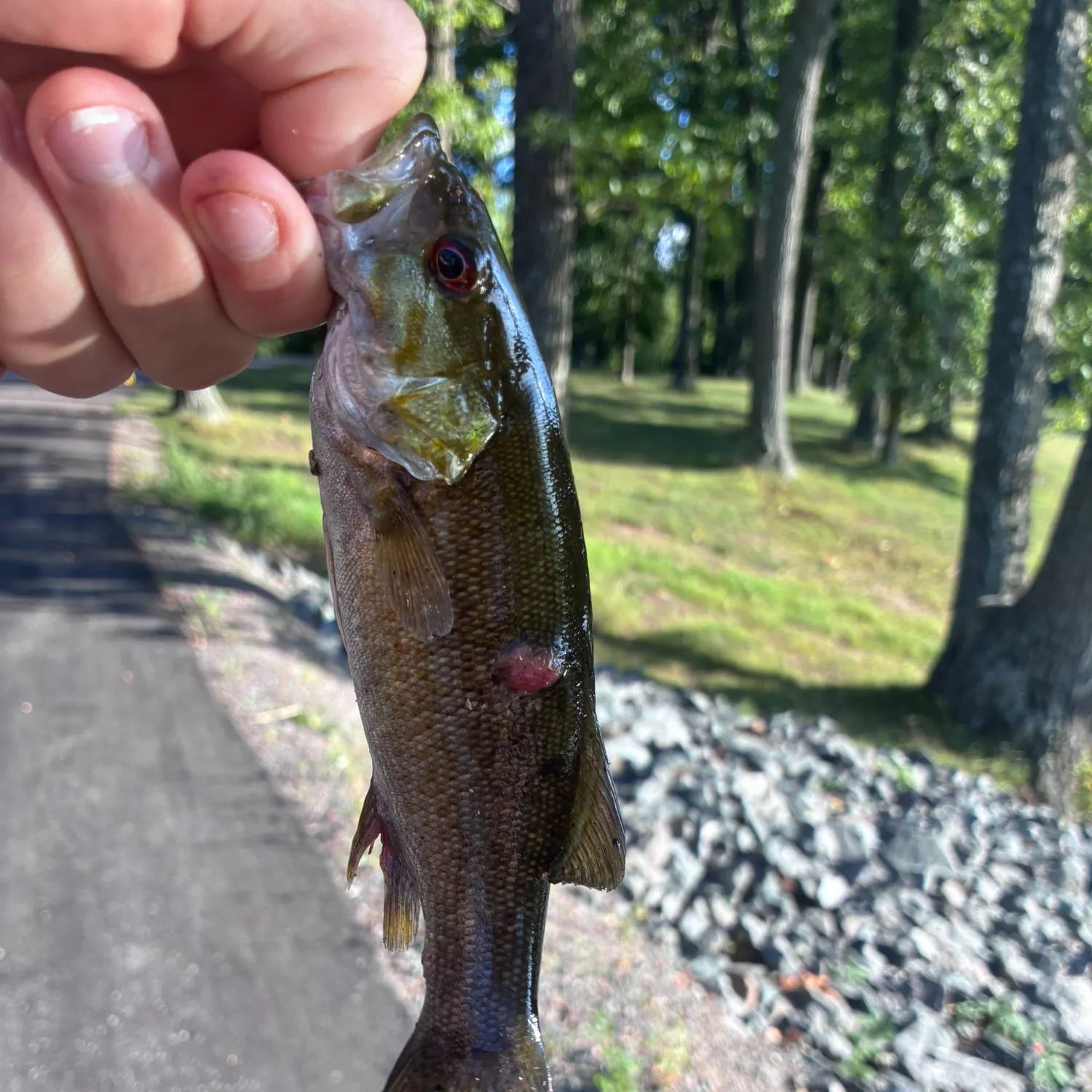 Smallmouth bass caught on Fishbrain