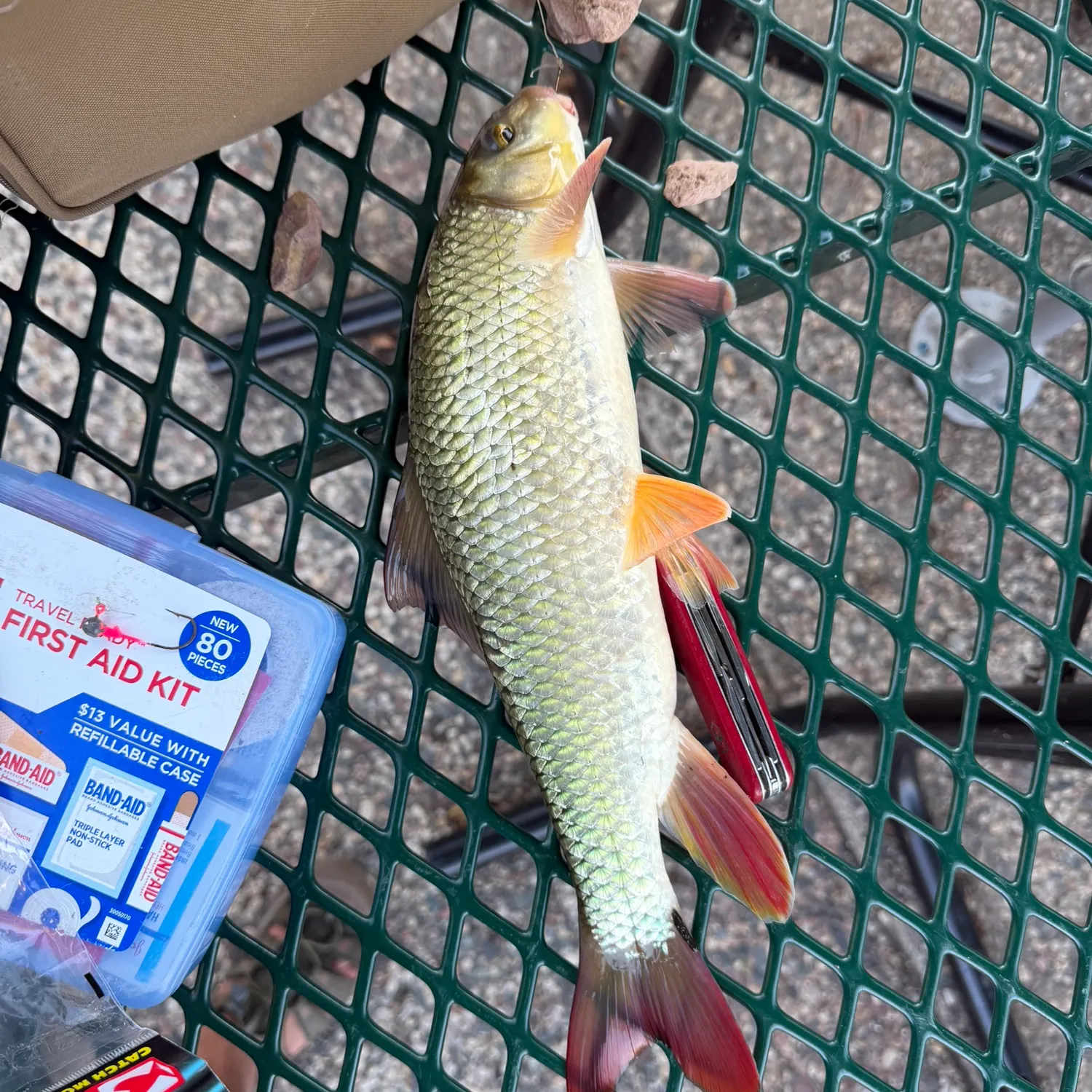 recently logged catches