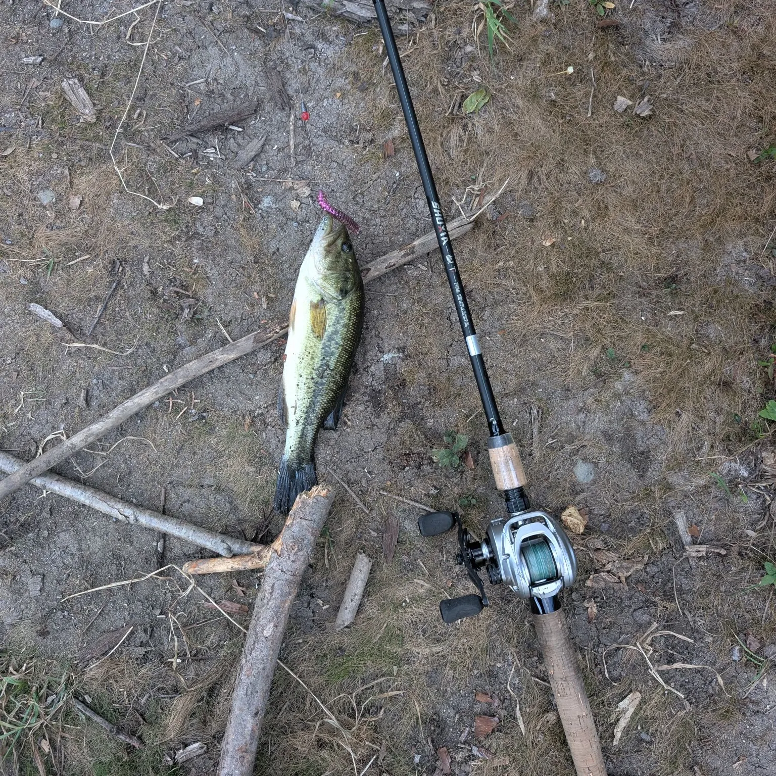 Largemouth bass caught on Fishbrain