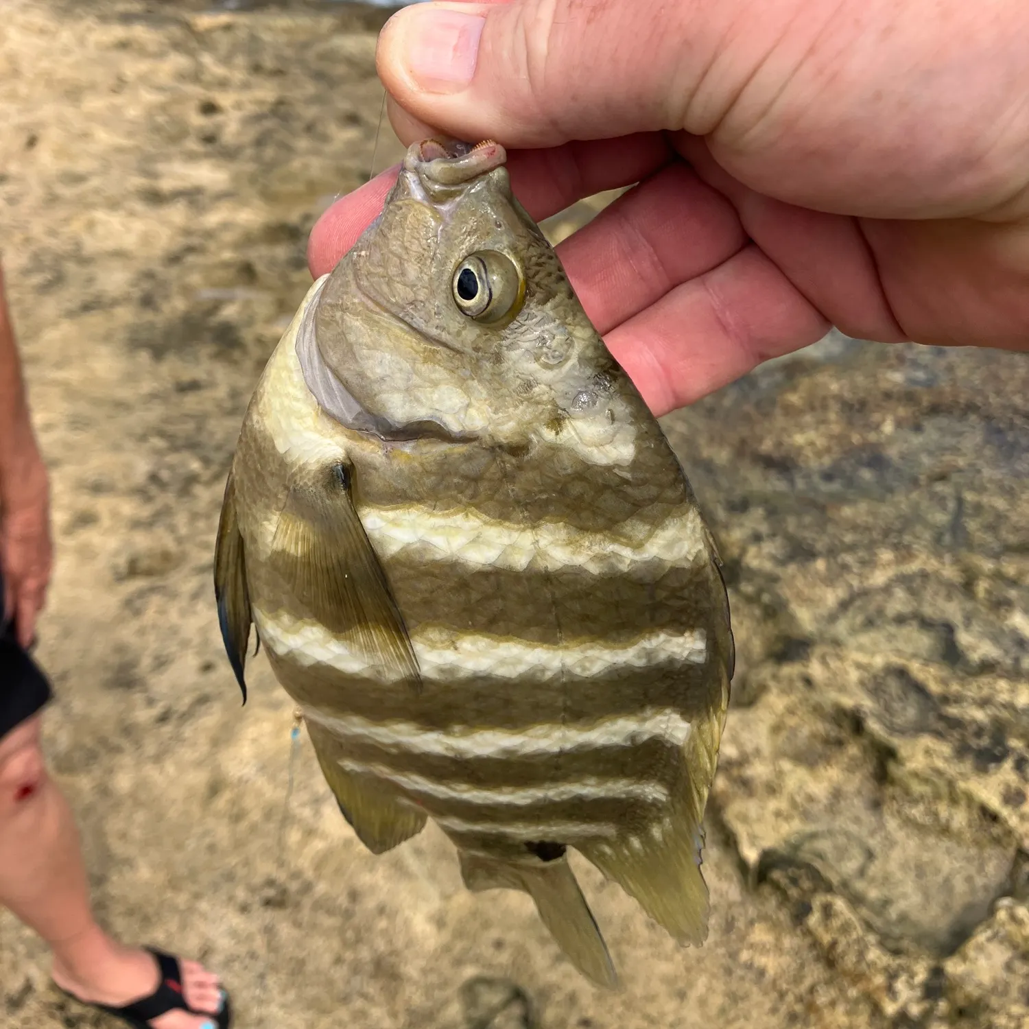 The most recent Blackspot sergeant catches on Fishbrain