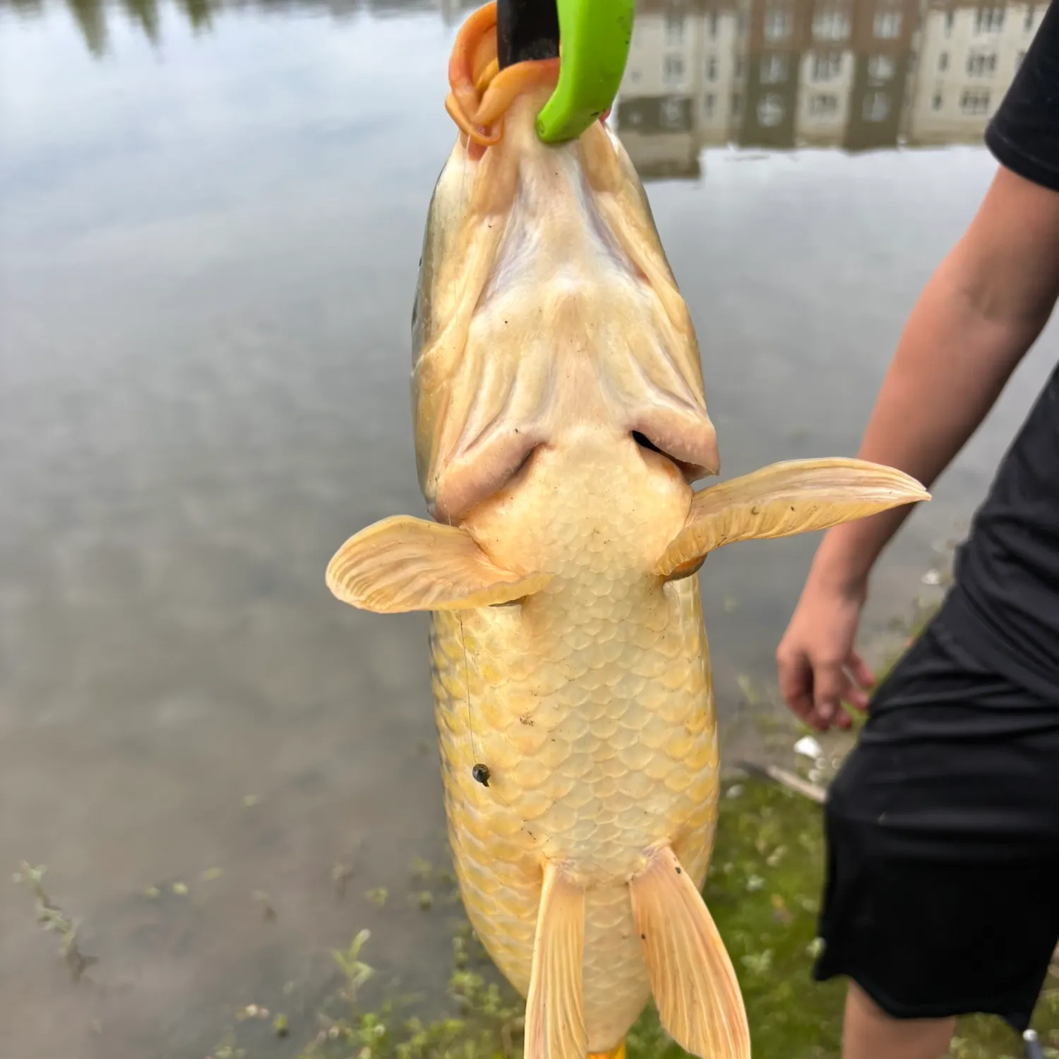 Common carp caught on Fishbrain