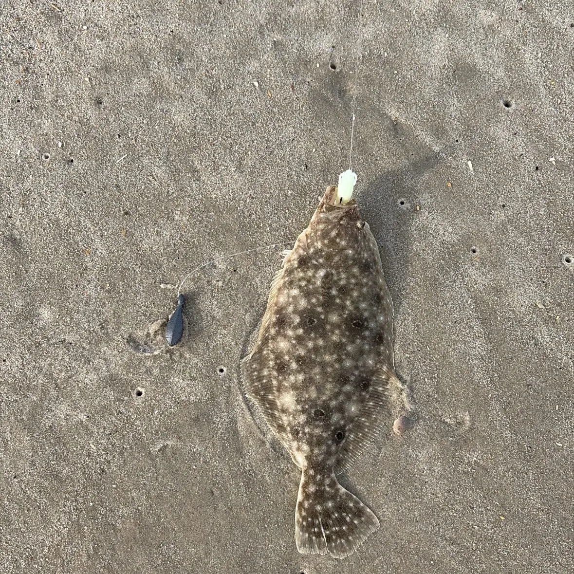 Summer flounder caught on Fishbrain