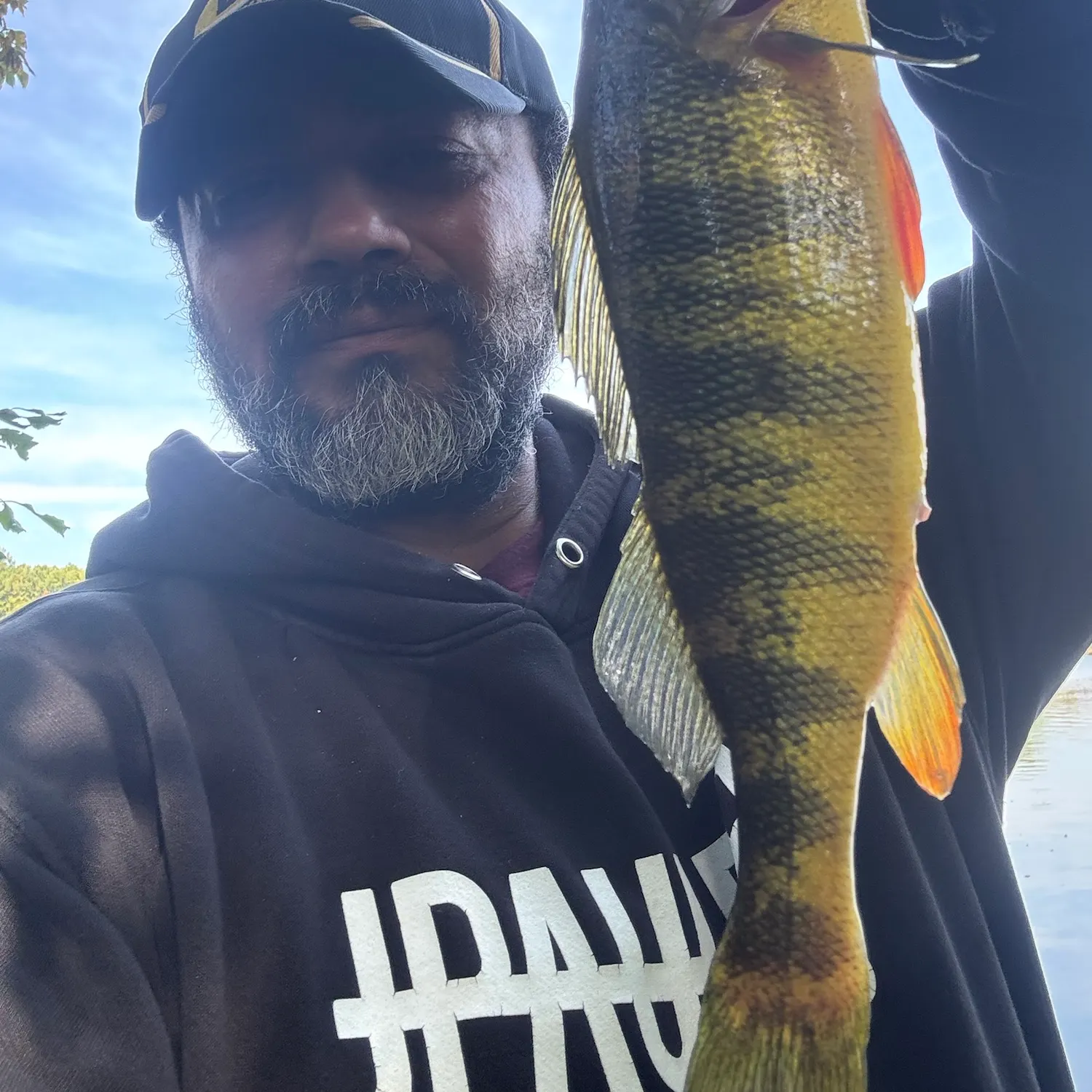 Yellow perch caught on Fishbrain
