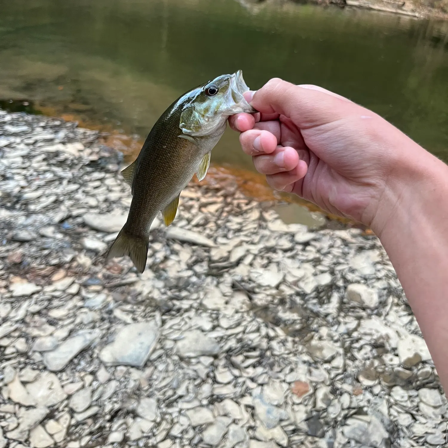 Smallmouth bass caught on Fishbrain