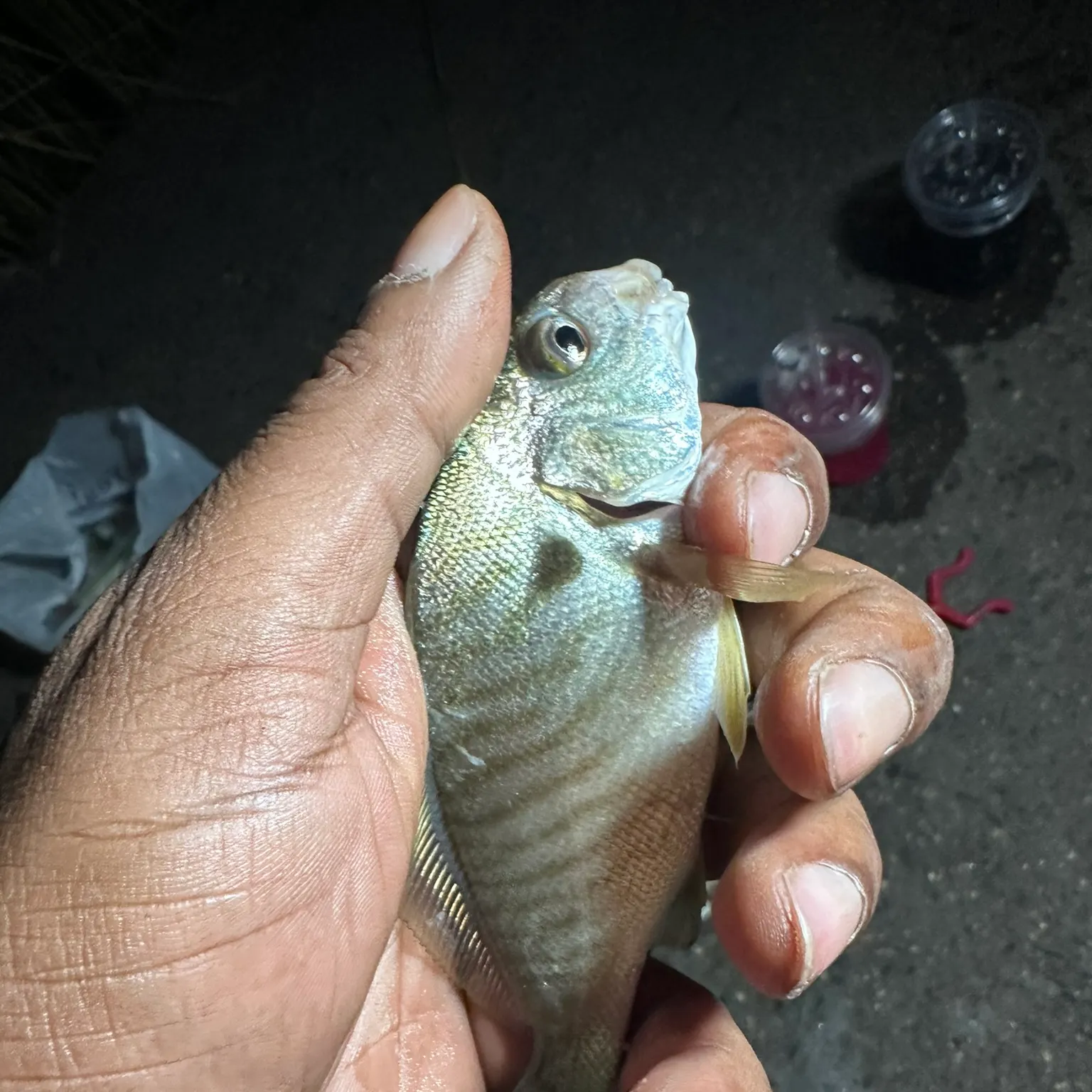 Spot croaker caught on Fishbrain