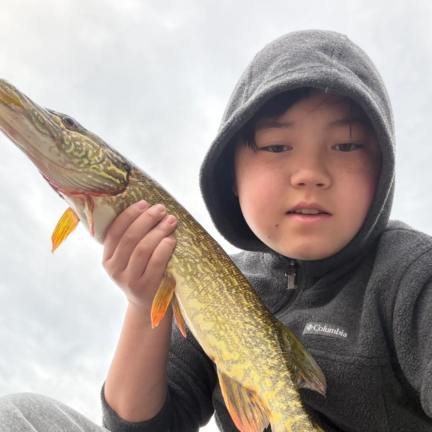 Northern pike caught on Fishbrain