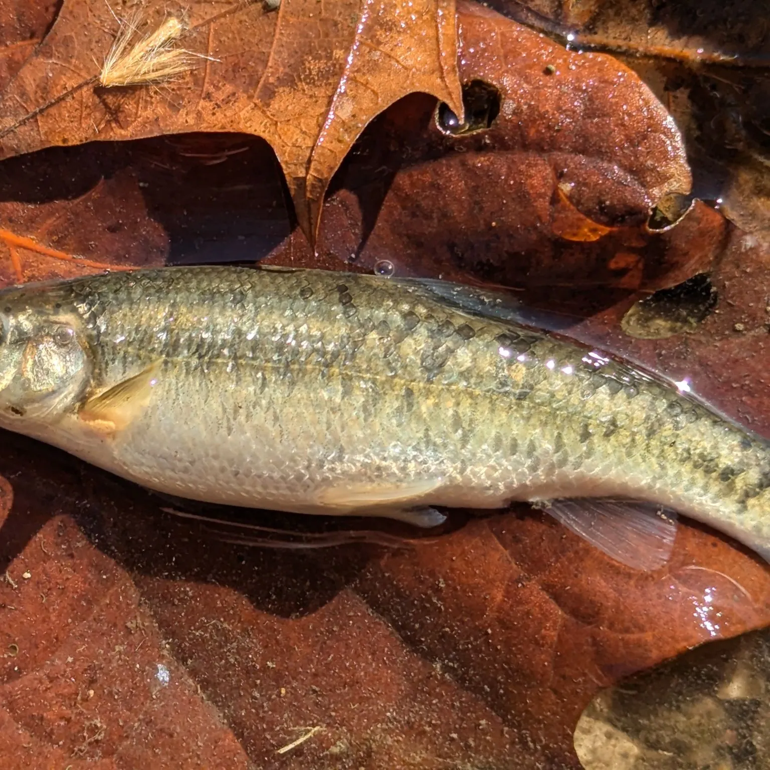 The most popular recent Central stoneroller catch on Fishbrain