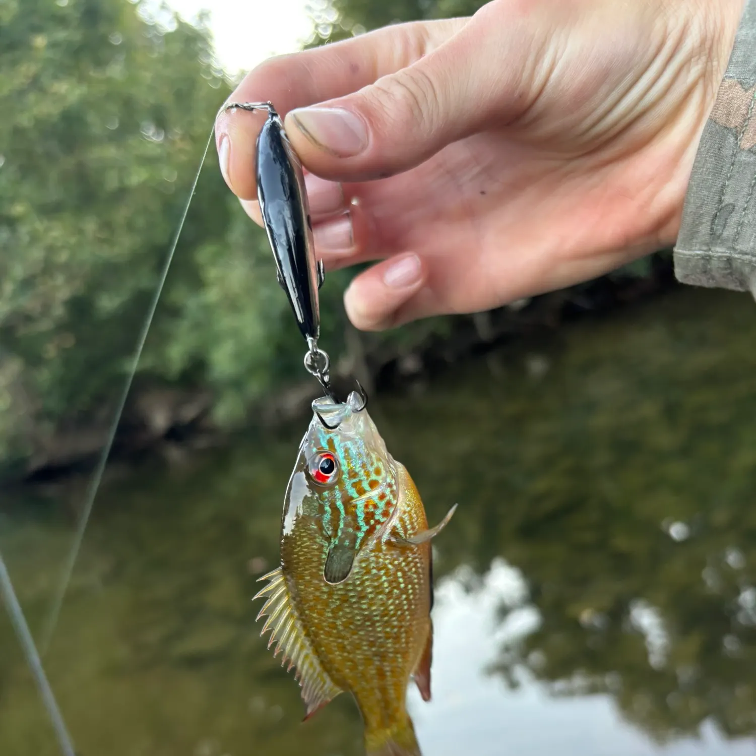 Longear sunfish caught on Fishbrain