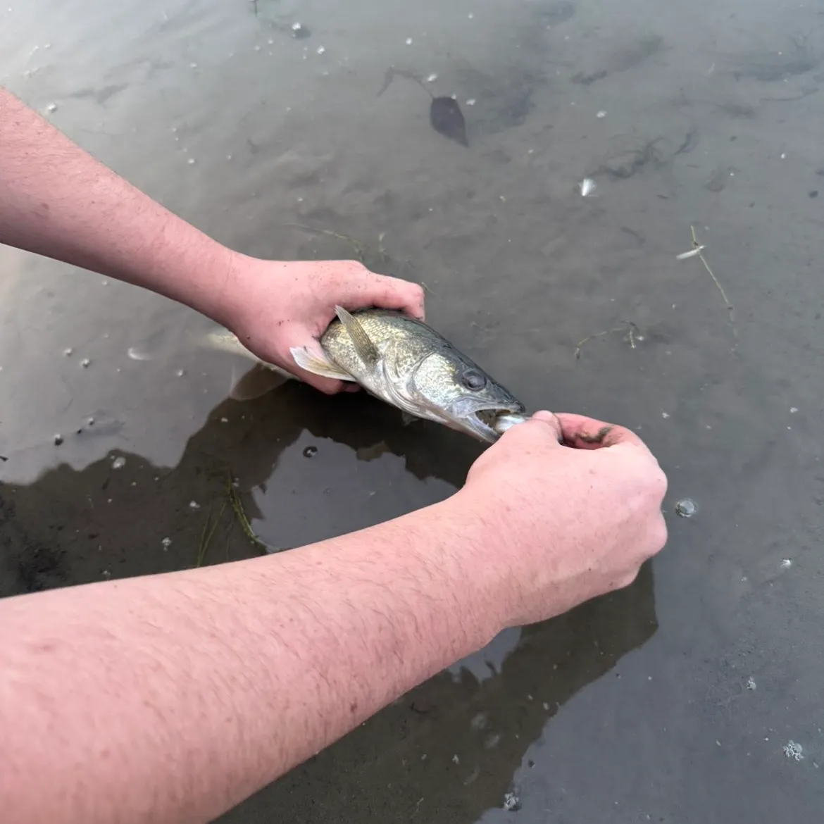 Walleye caught on Fishbrain