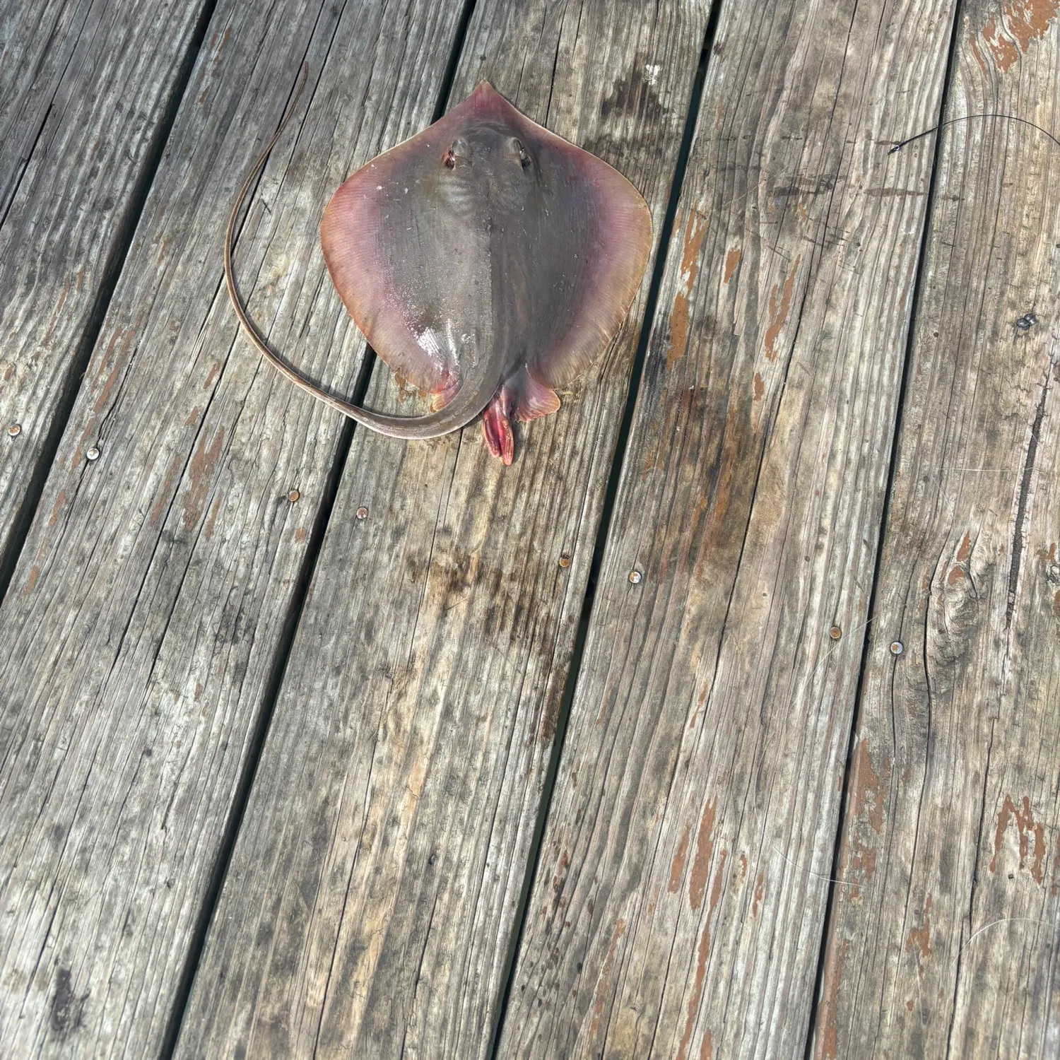The most recent Sepia stingray catches on Fishbrain