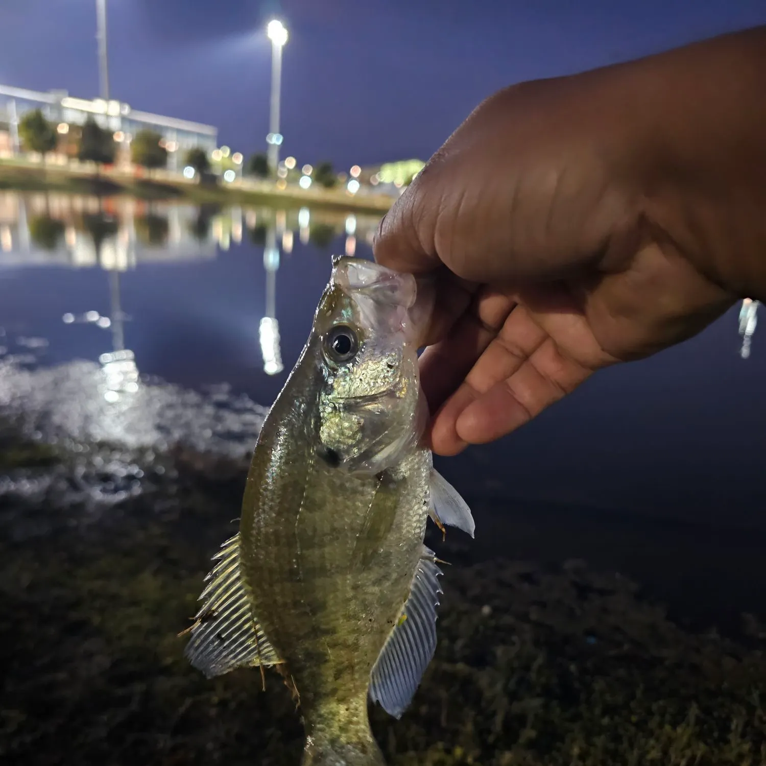 White crappie caught on Fishbrain