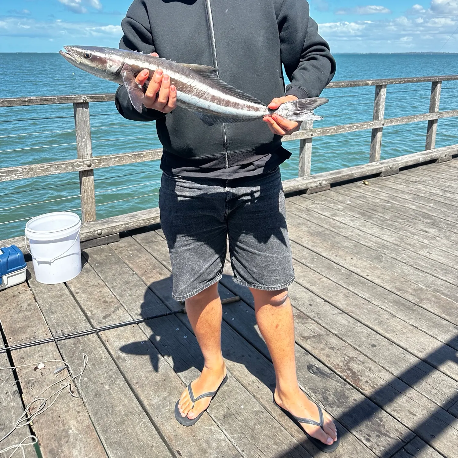 Cobia caught on Fishbrain