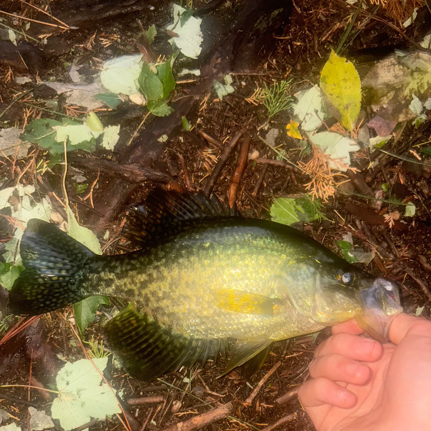 Black crappie caught on Fishbrain