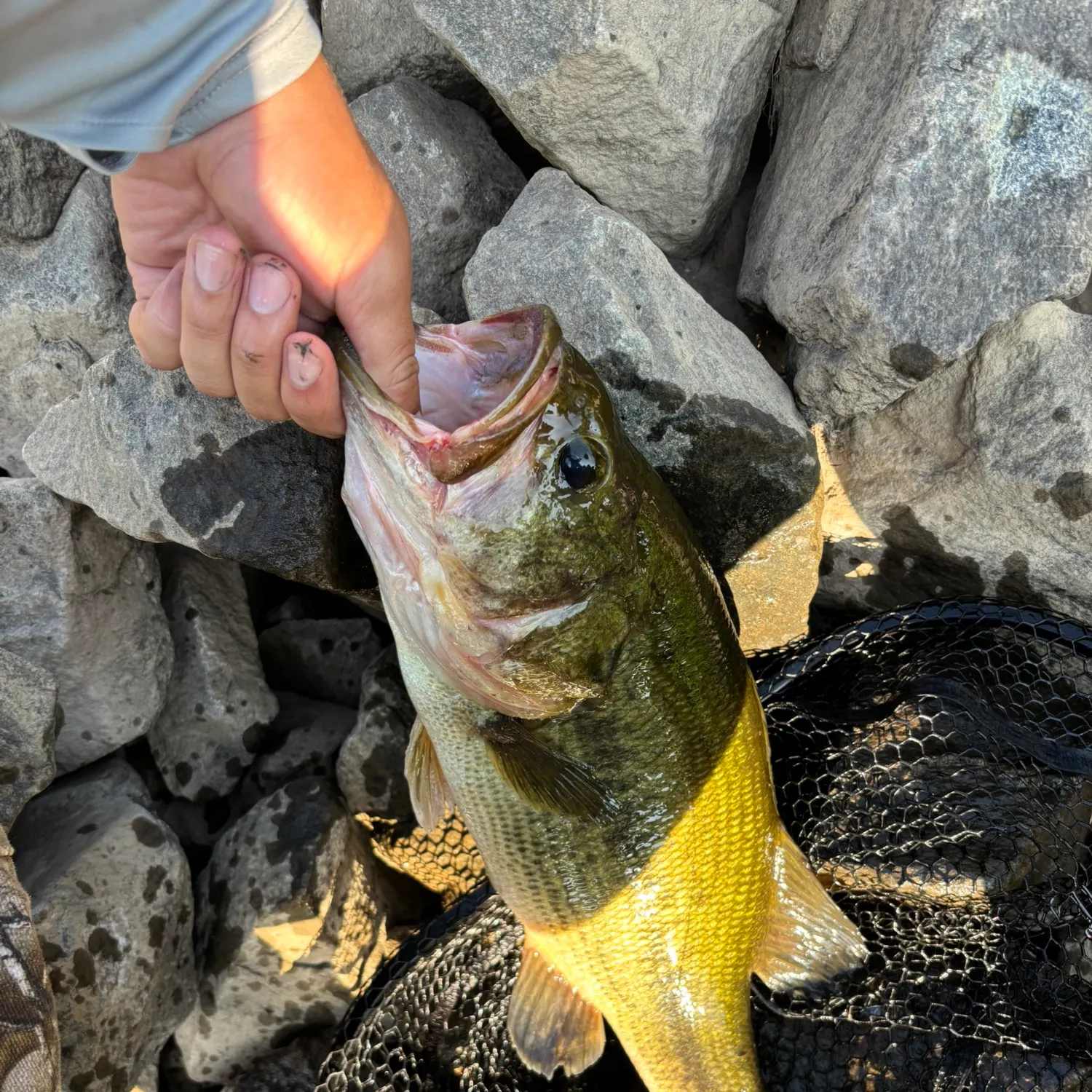 catch
