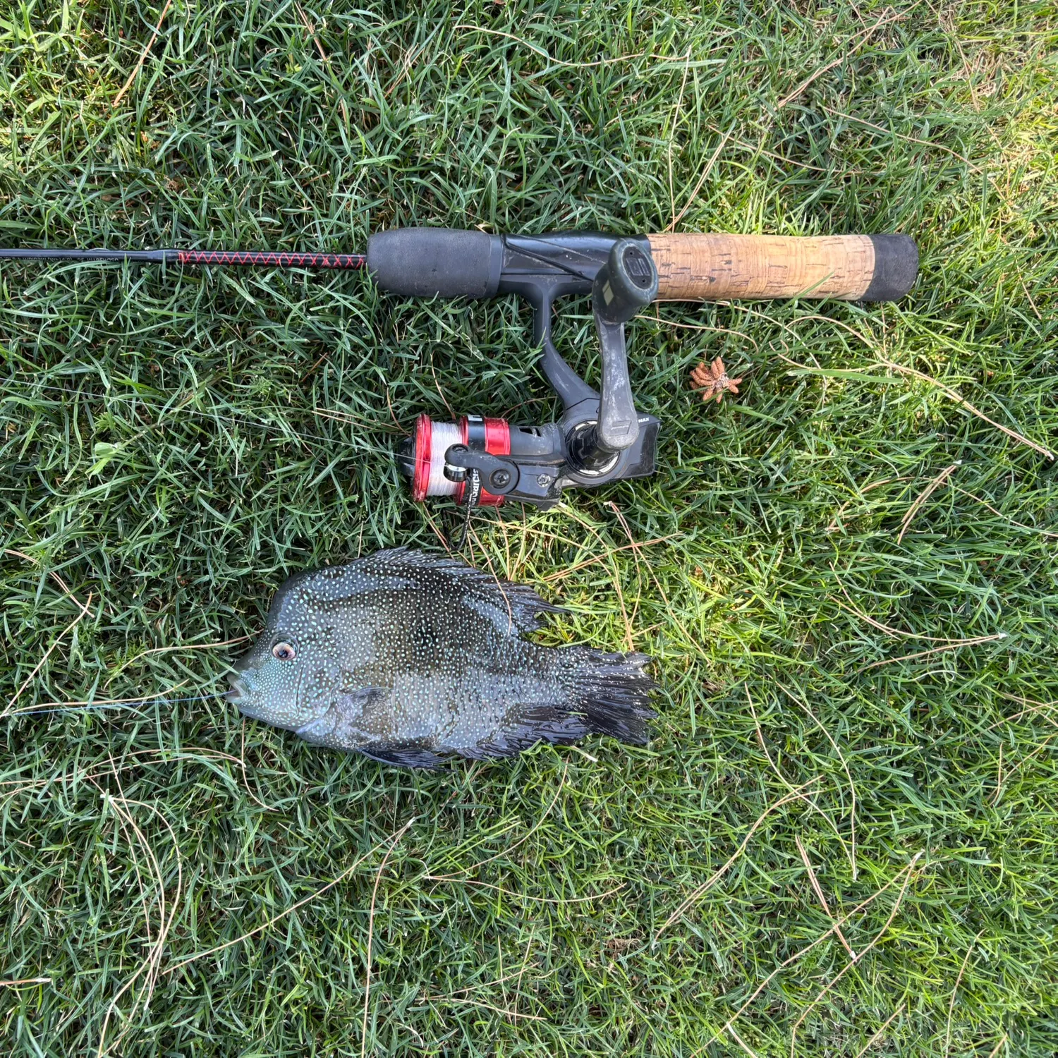 The most recent Rio Grande cichlid catches on Fishbrain