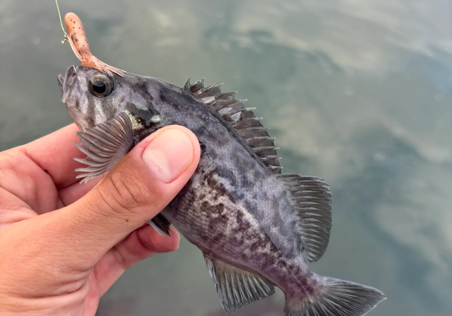 Blue rockfish