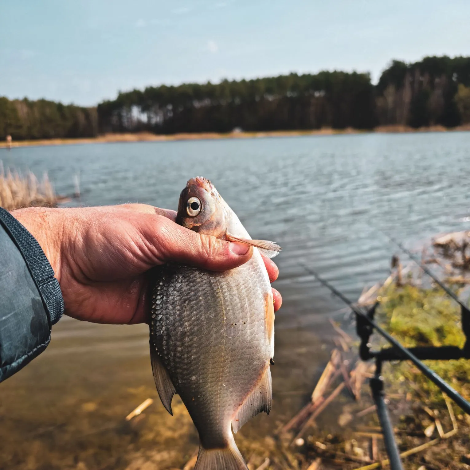 The most recent White bream catches on Fishbrain