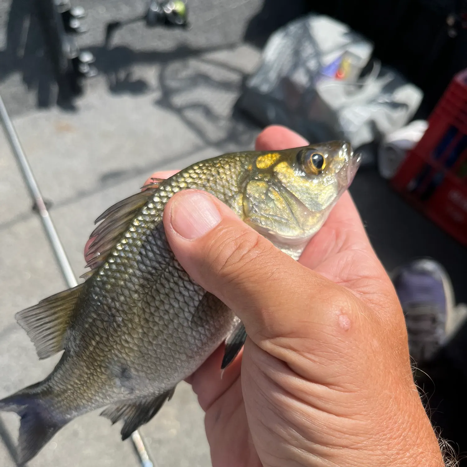 White perch caught on Fishbrain