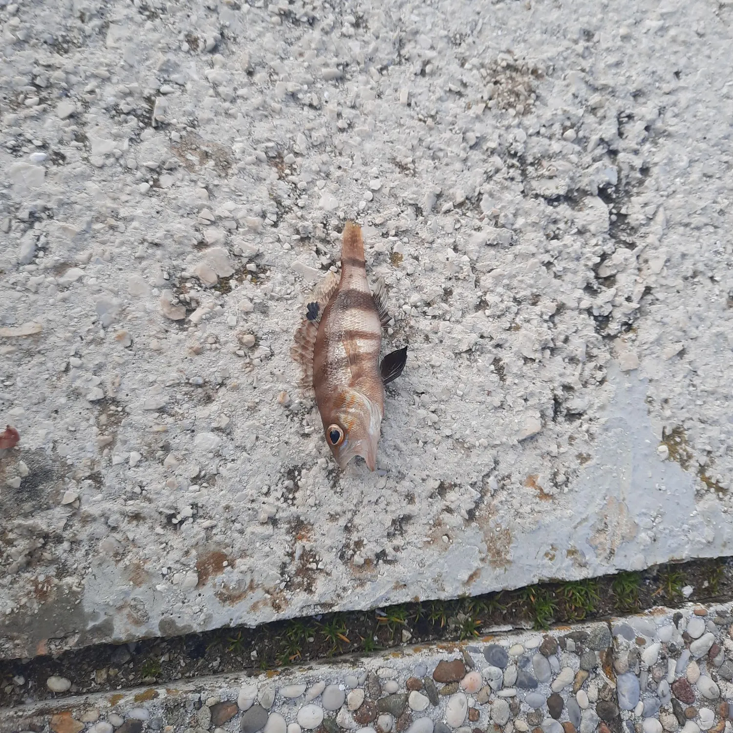 The most recent Brown comber catches on Fishbrain