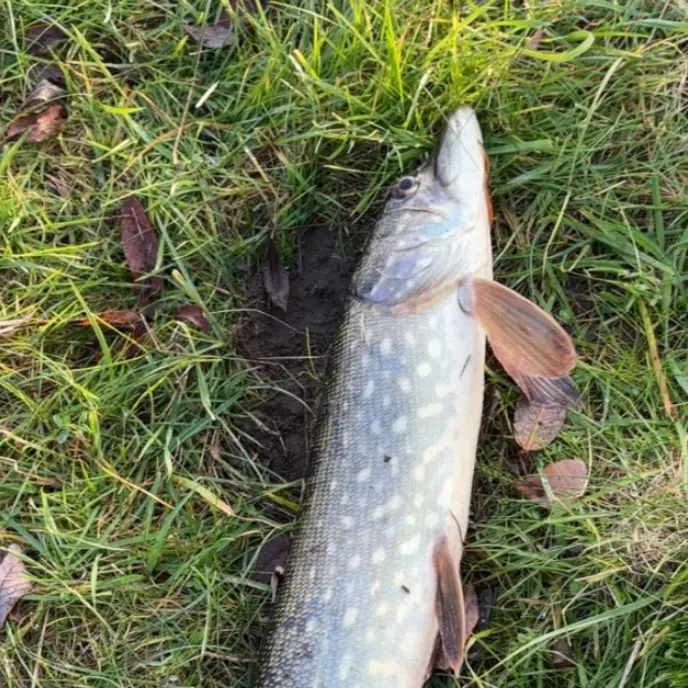 Northern pike caught on Fishbrain
