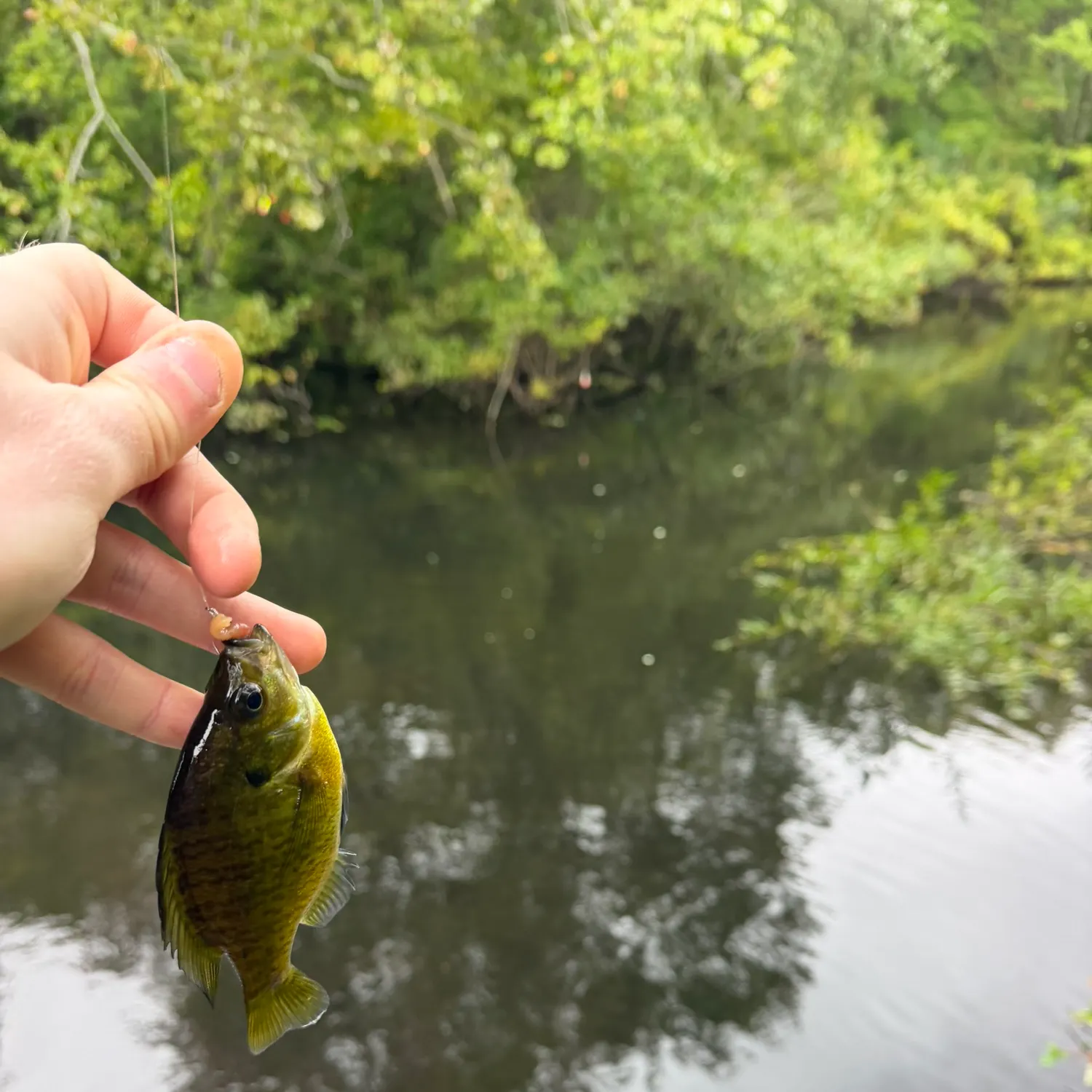 Bluegill caught on Fishbrain