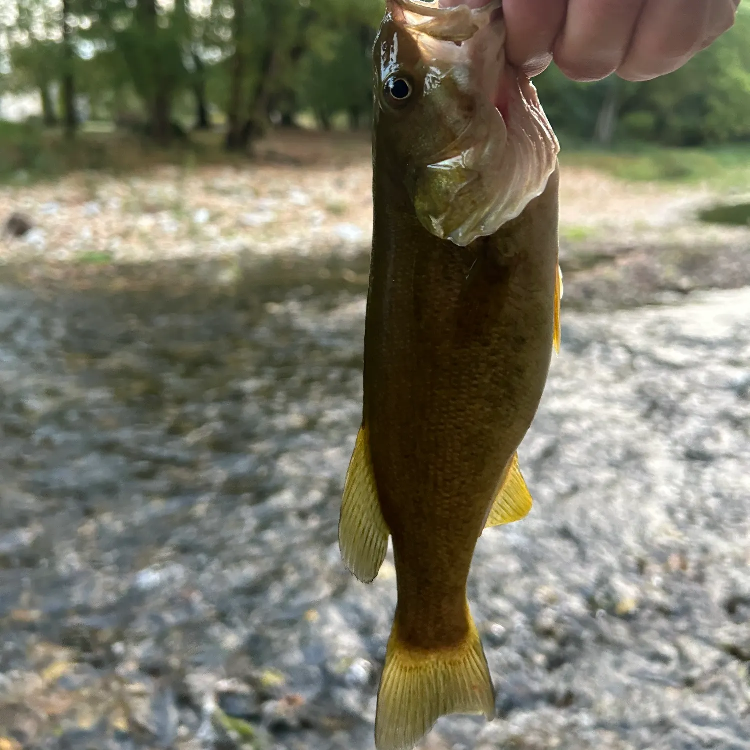 Smallmouth bass caught on Fishbrain