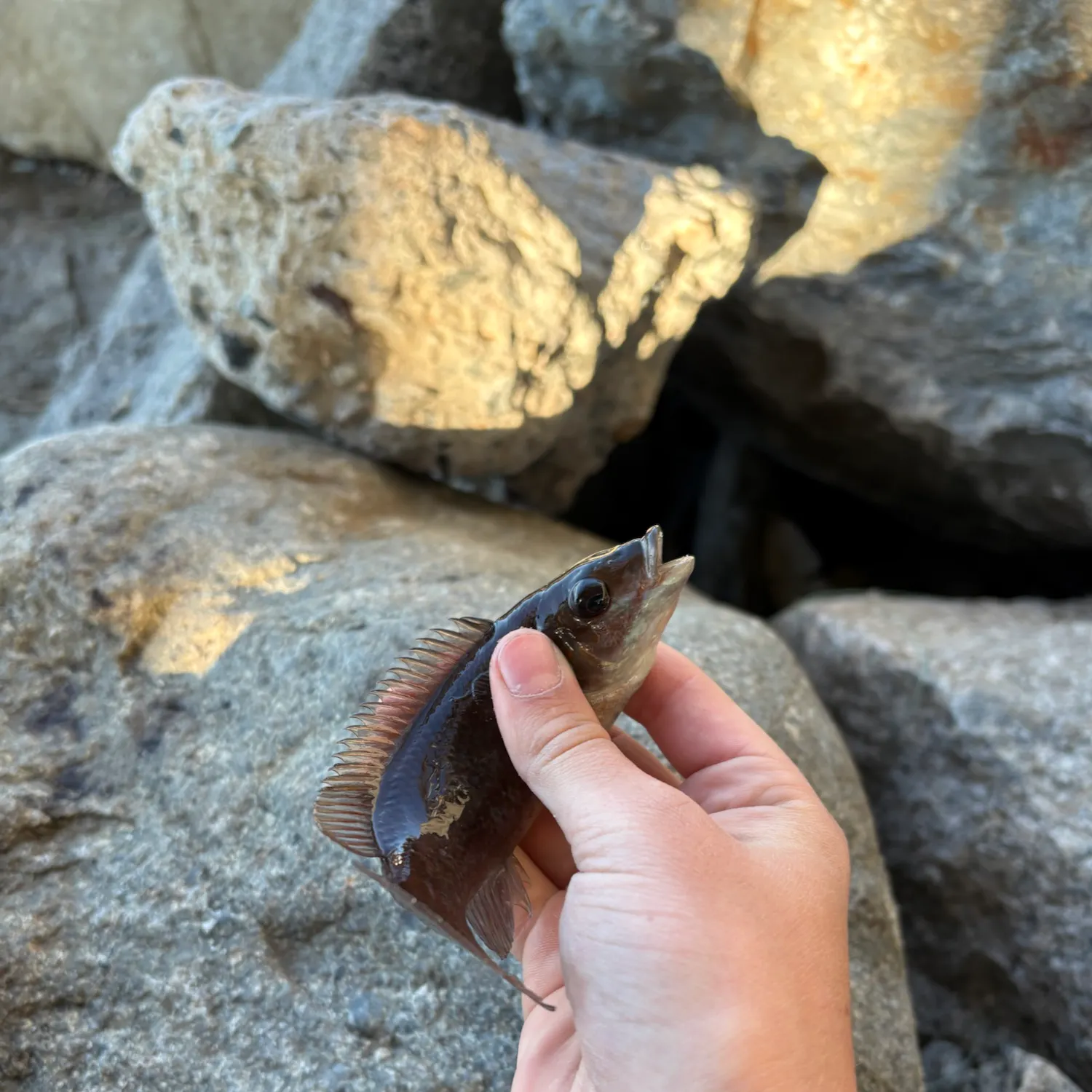 Cunner caught on Fishbrain