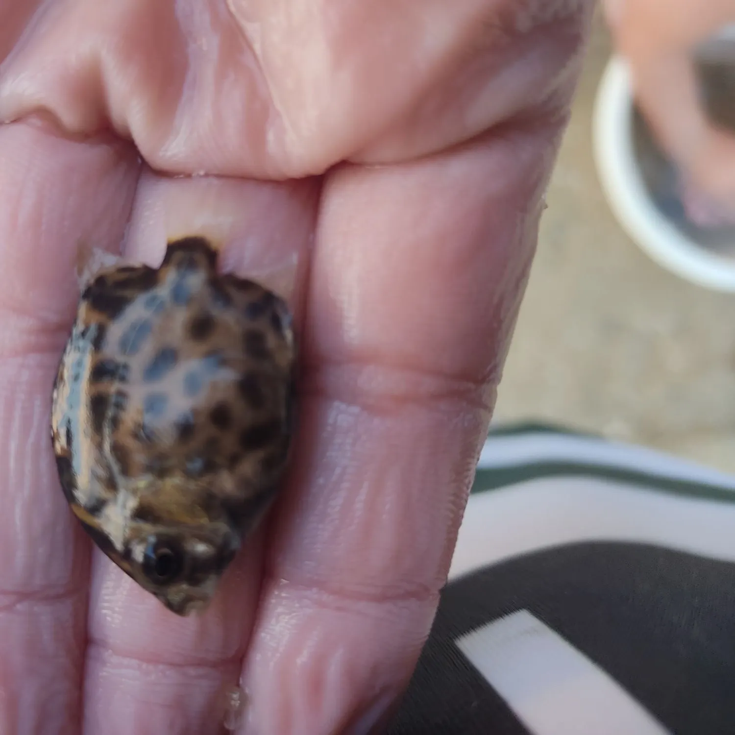 The most recent Spotted scat catches on Fishbrain