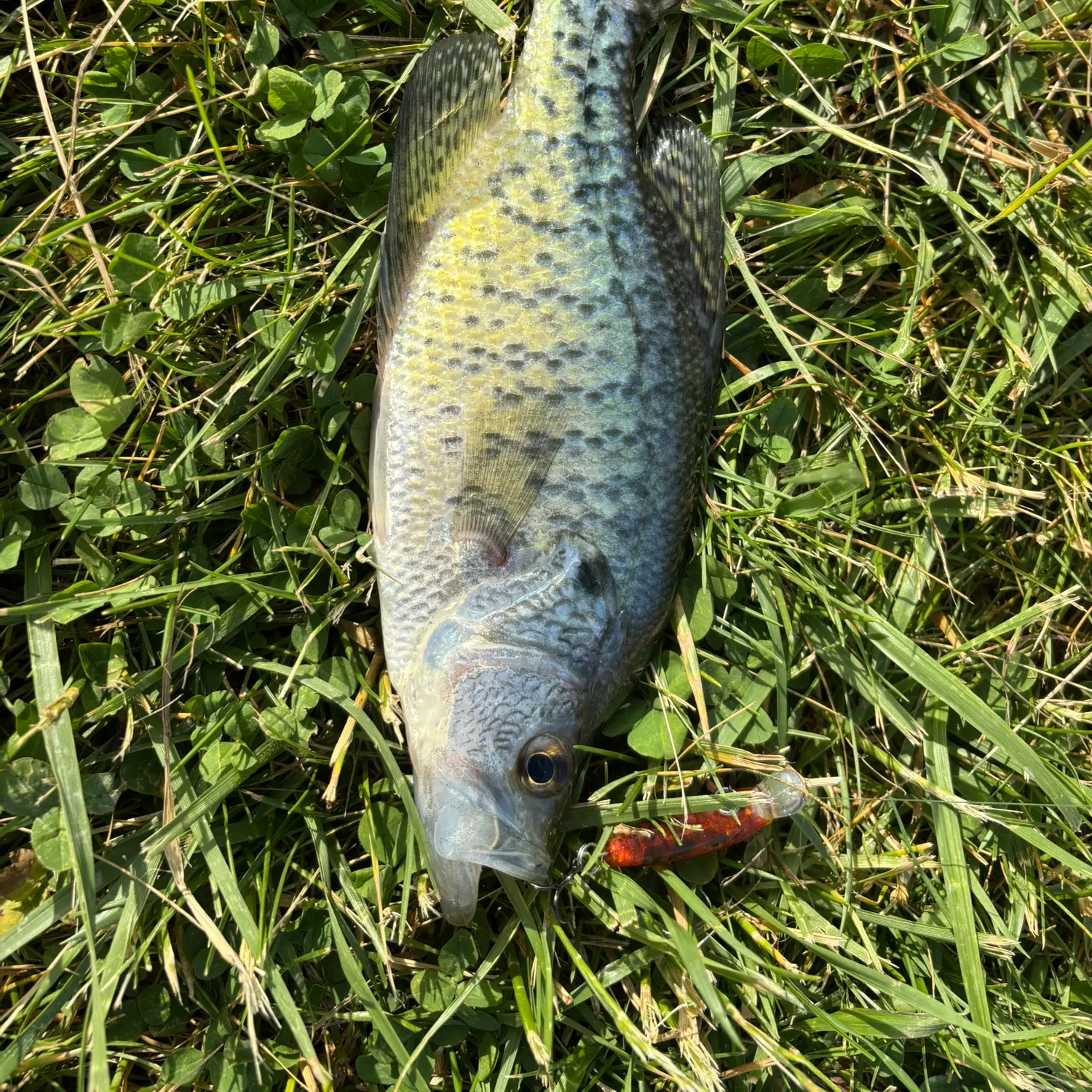 The most recent White crappie catches on Fishbrain