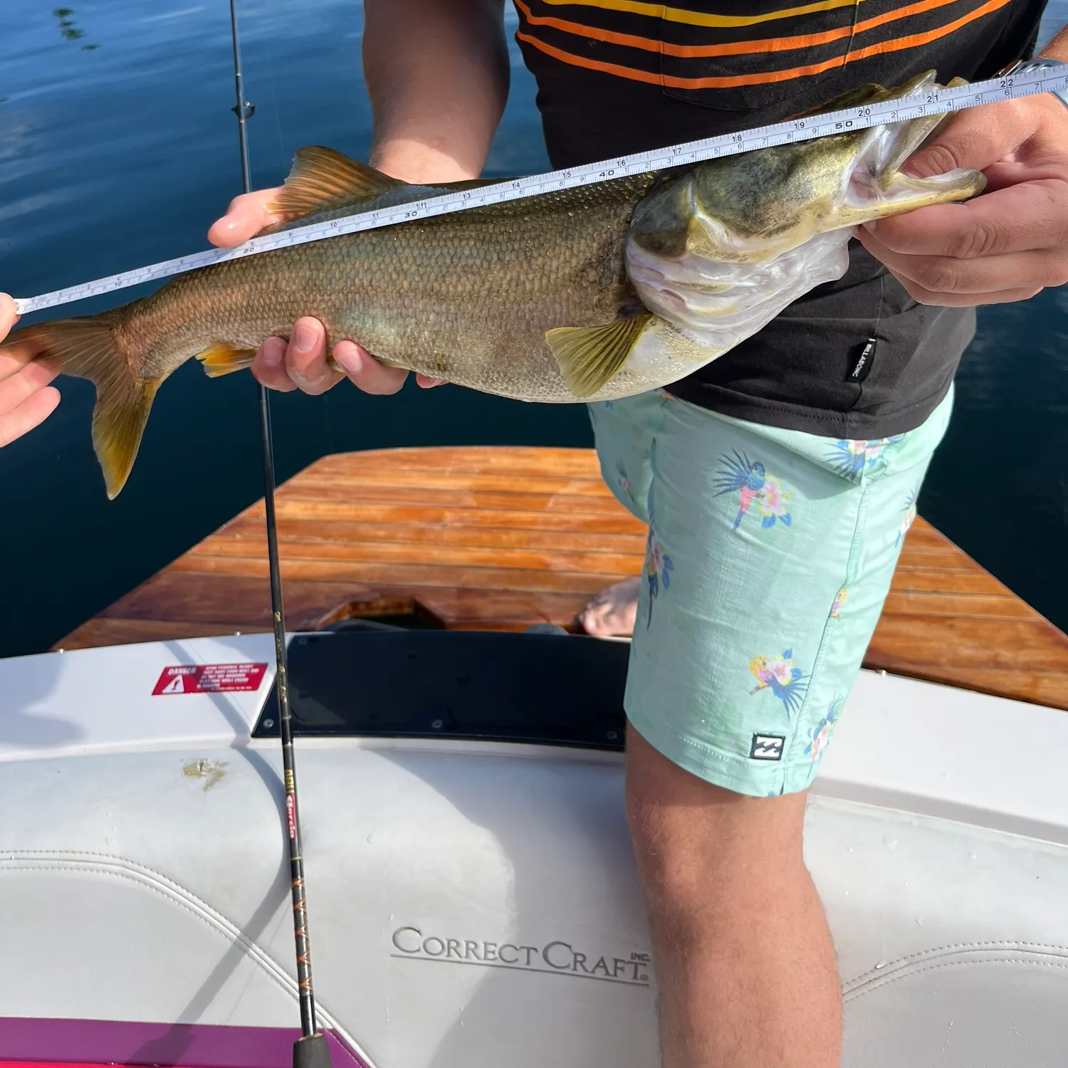 recently logged catches