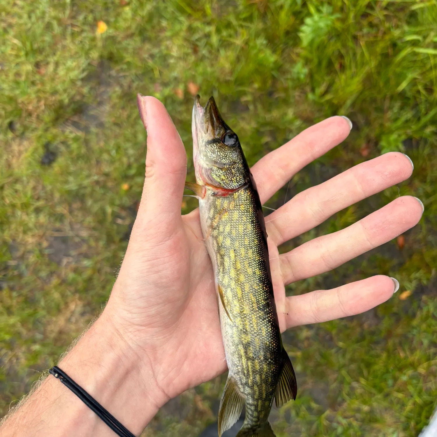 Chain pickerel caught on Fishbrain