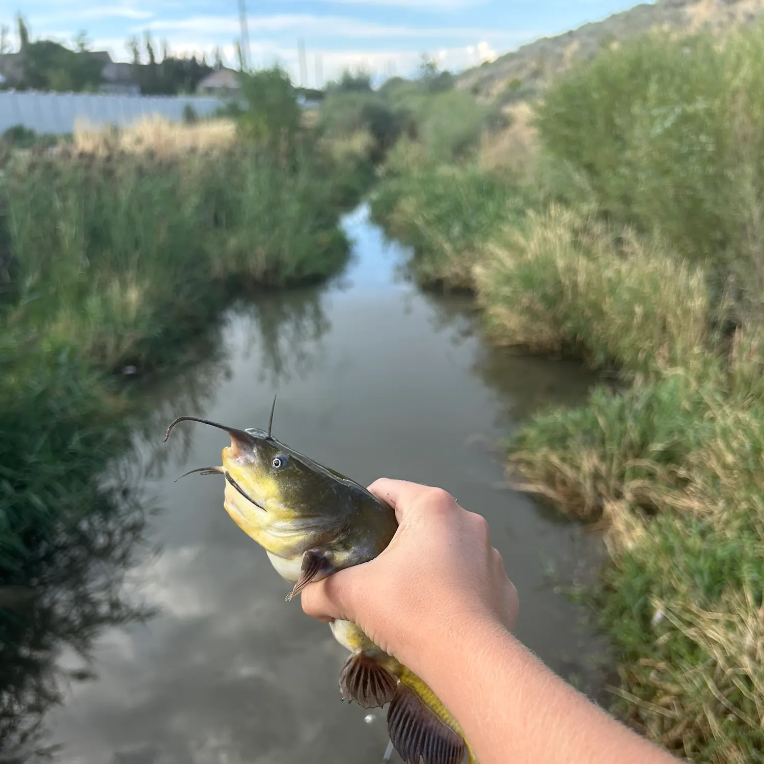 Yellow bullhead caught on Fishbrain