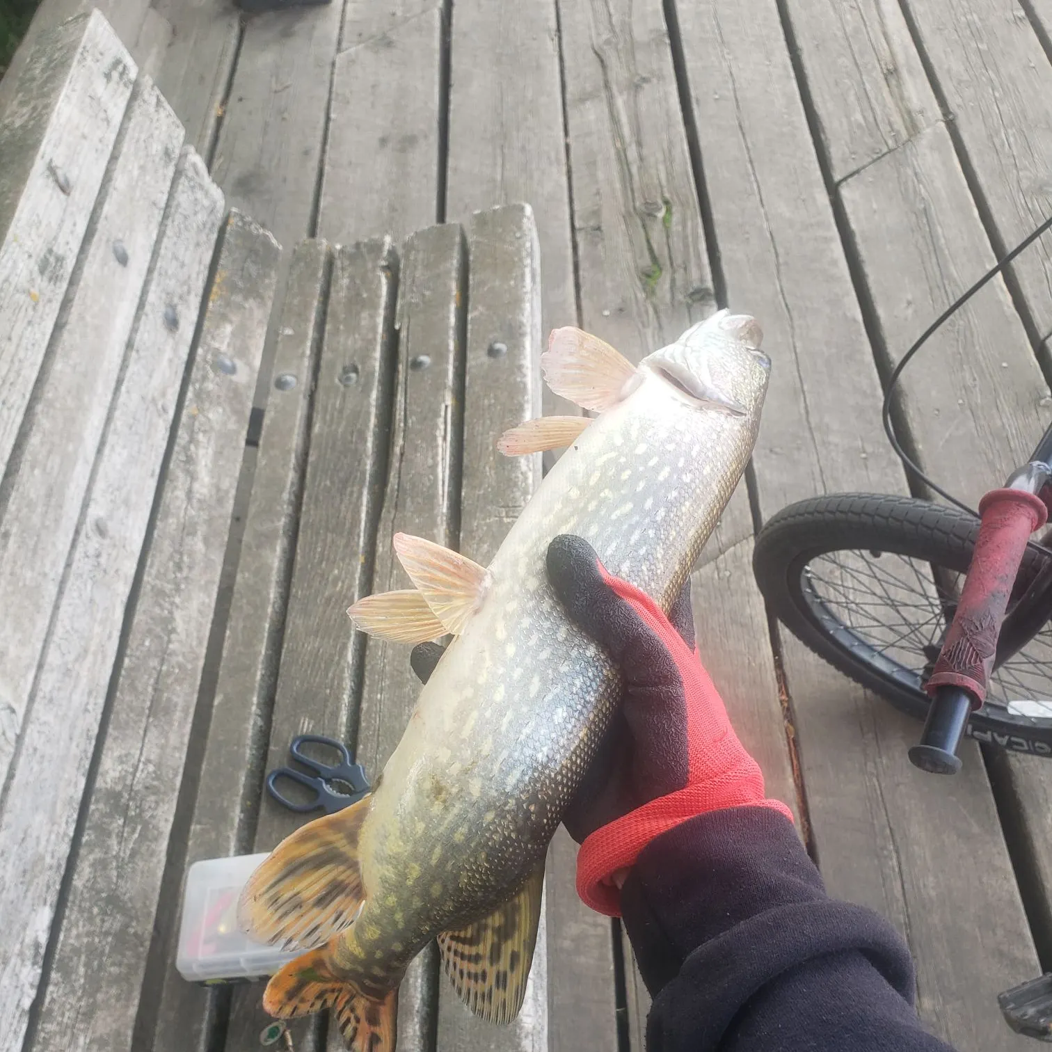 Northern pike caught on Fishbrain