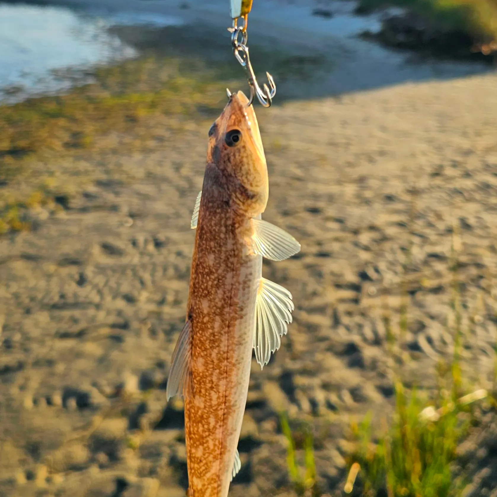 Inshore lizardfish caught on Fishbrain