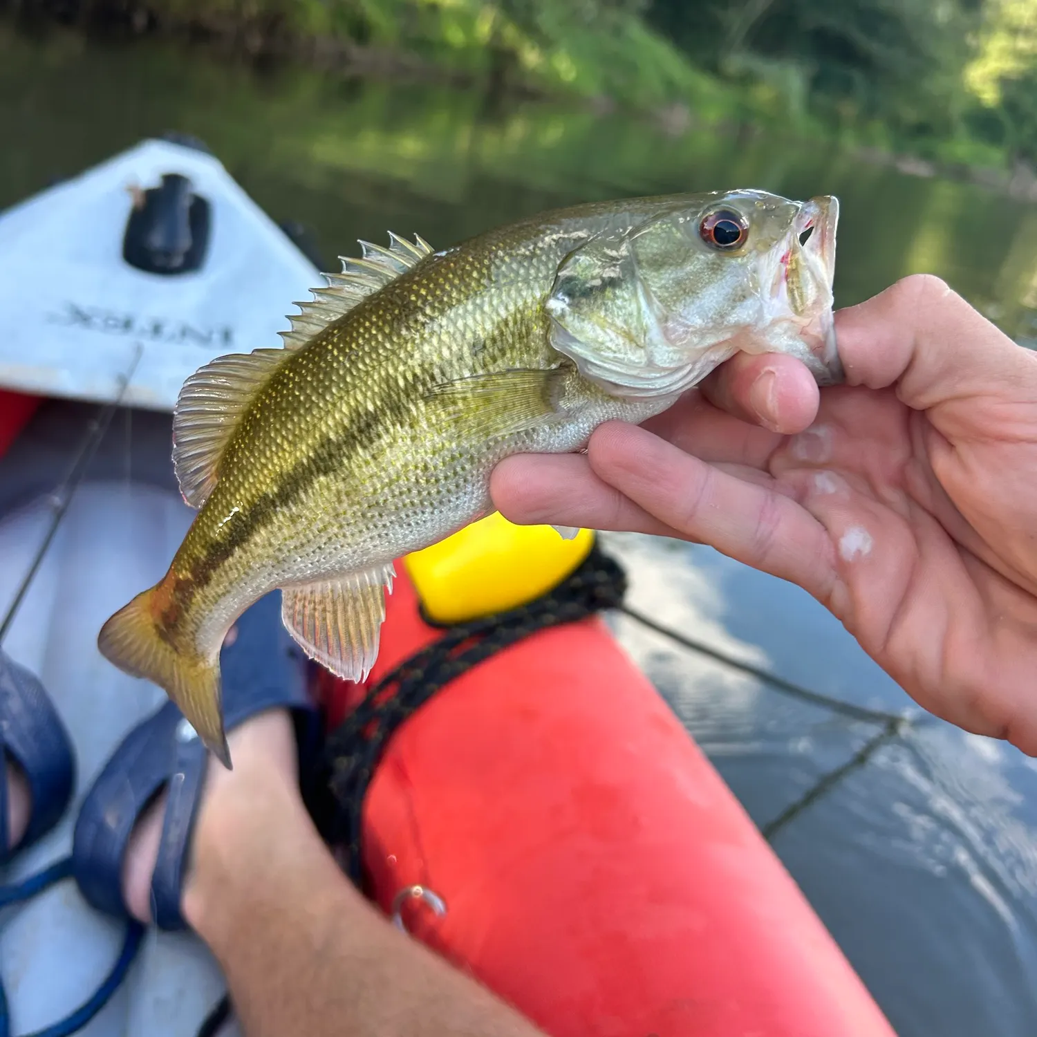 Spotted bass caught on Fishbrain