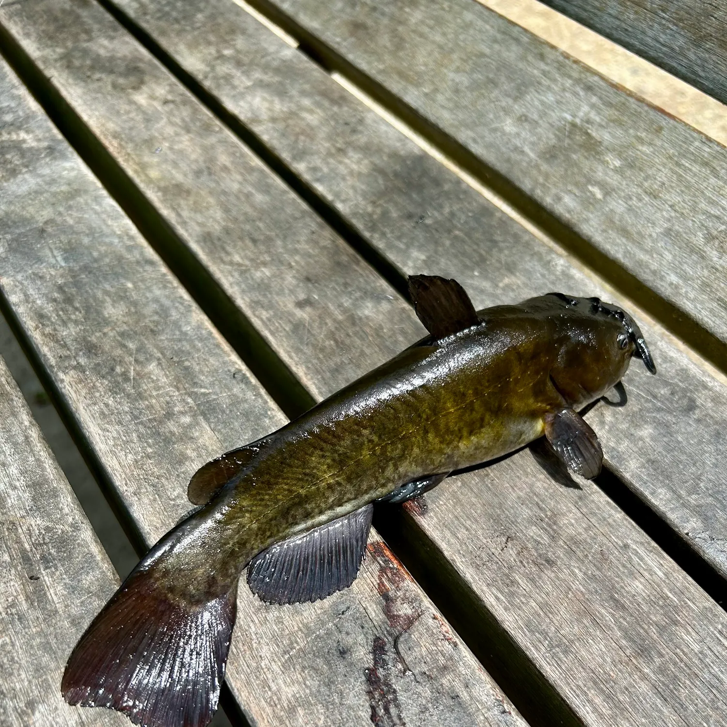 The most recent Black bullhead catches on Fishbrain