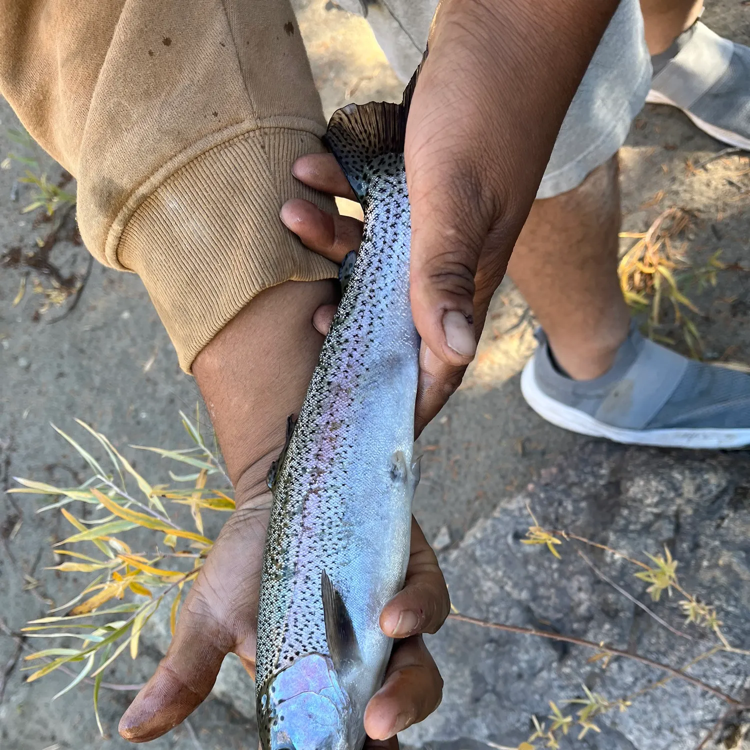 Rainbow trout caught on Fishbrain