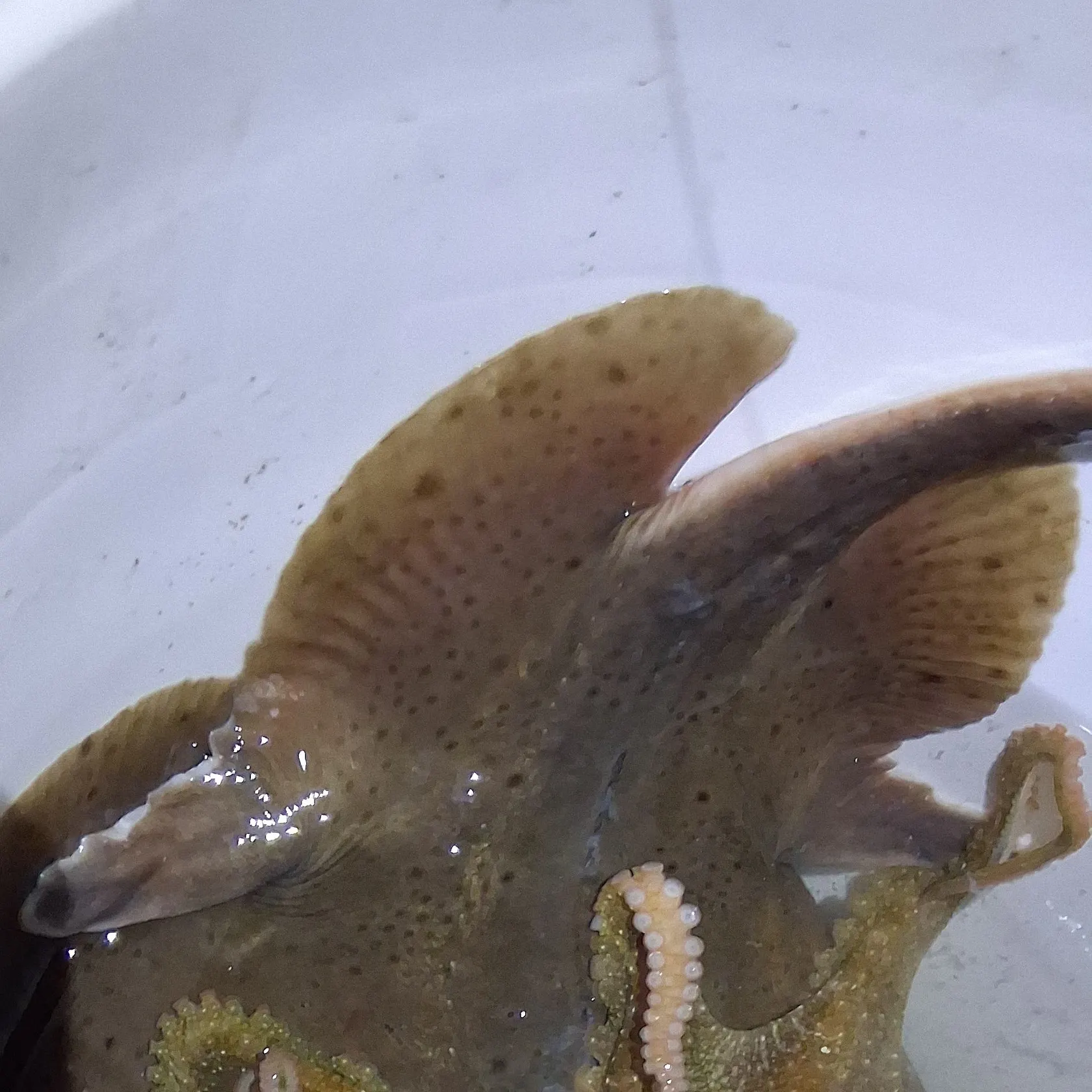 The most recent Common octopus catches on Fishbrain