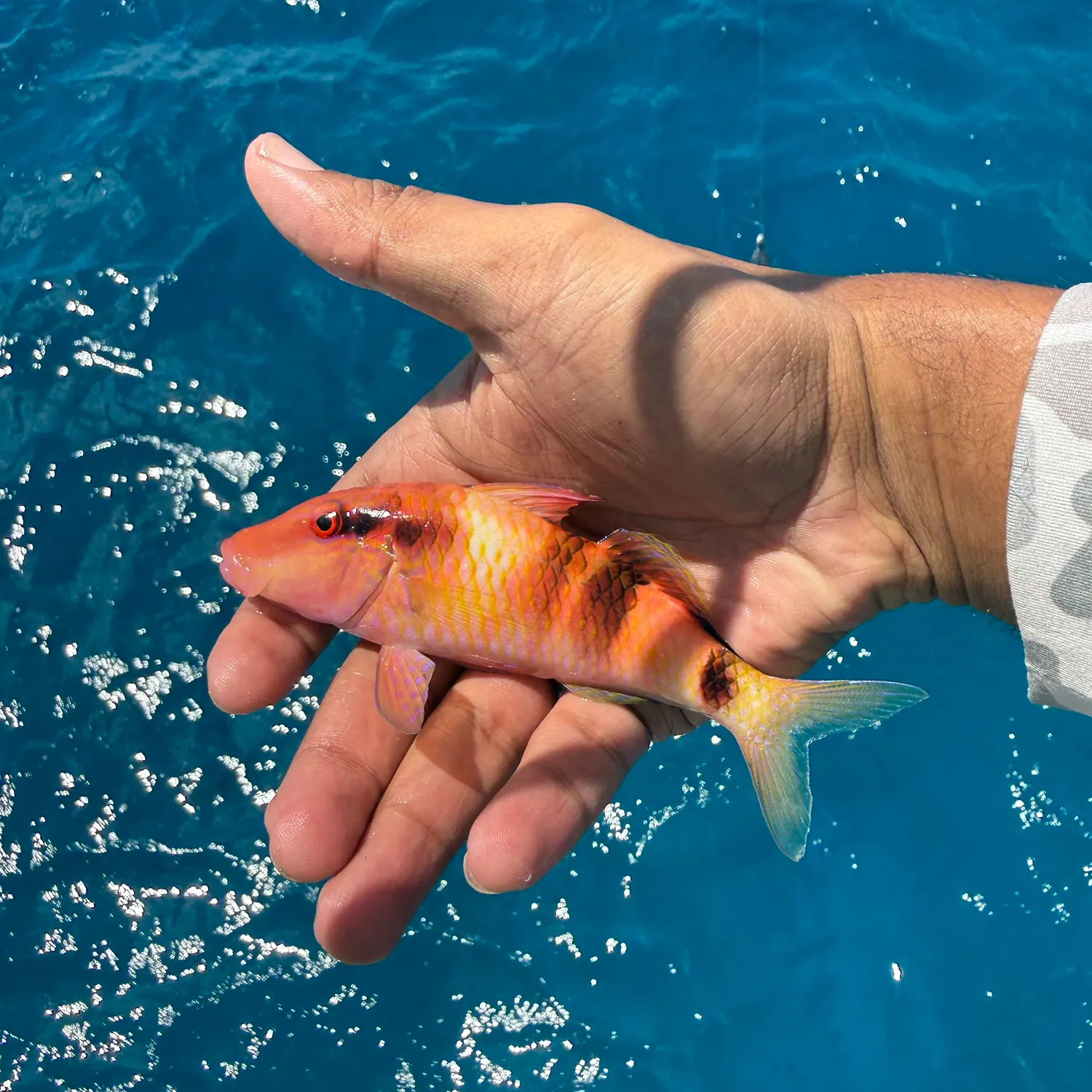The most recent Manybar goatfish catches on Fishbrain