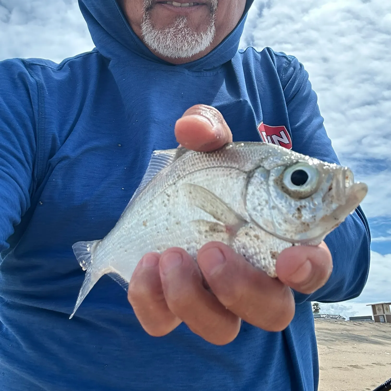 The most recent Walleye surfperch catches on Fishbrain