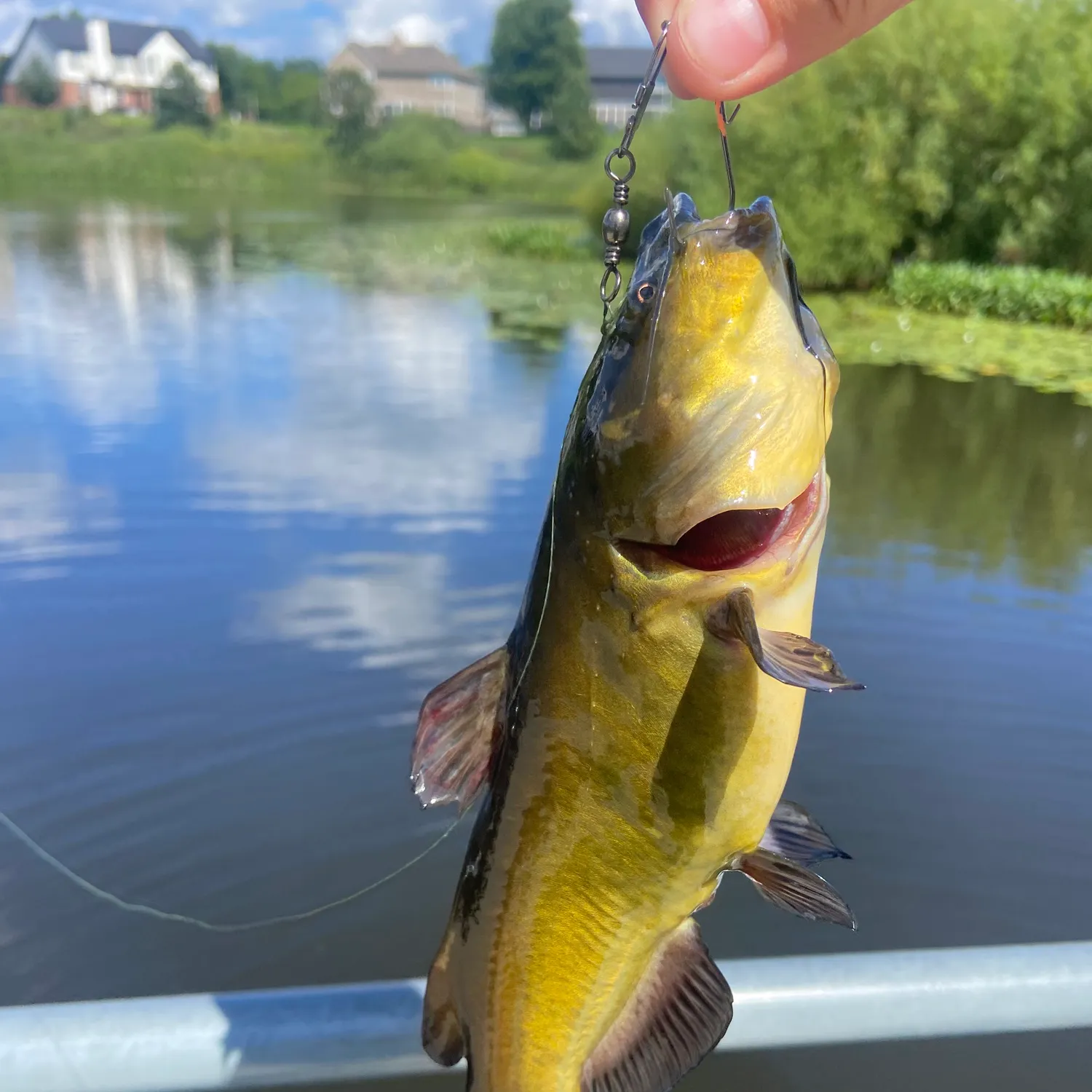 Yellow bullhead caught on Fishbrain