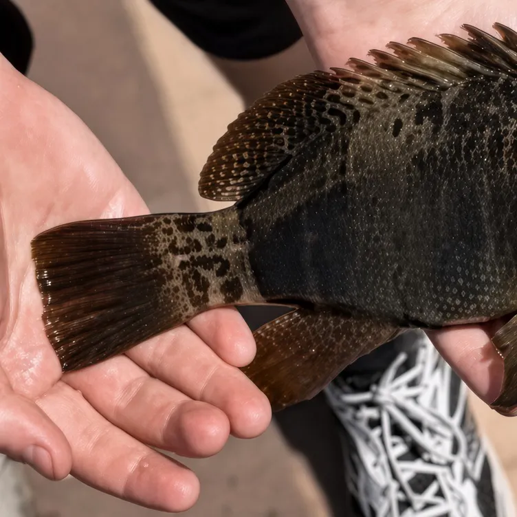 The most recent Island grouper catches on Fishbrain