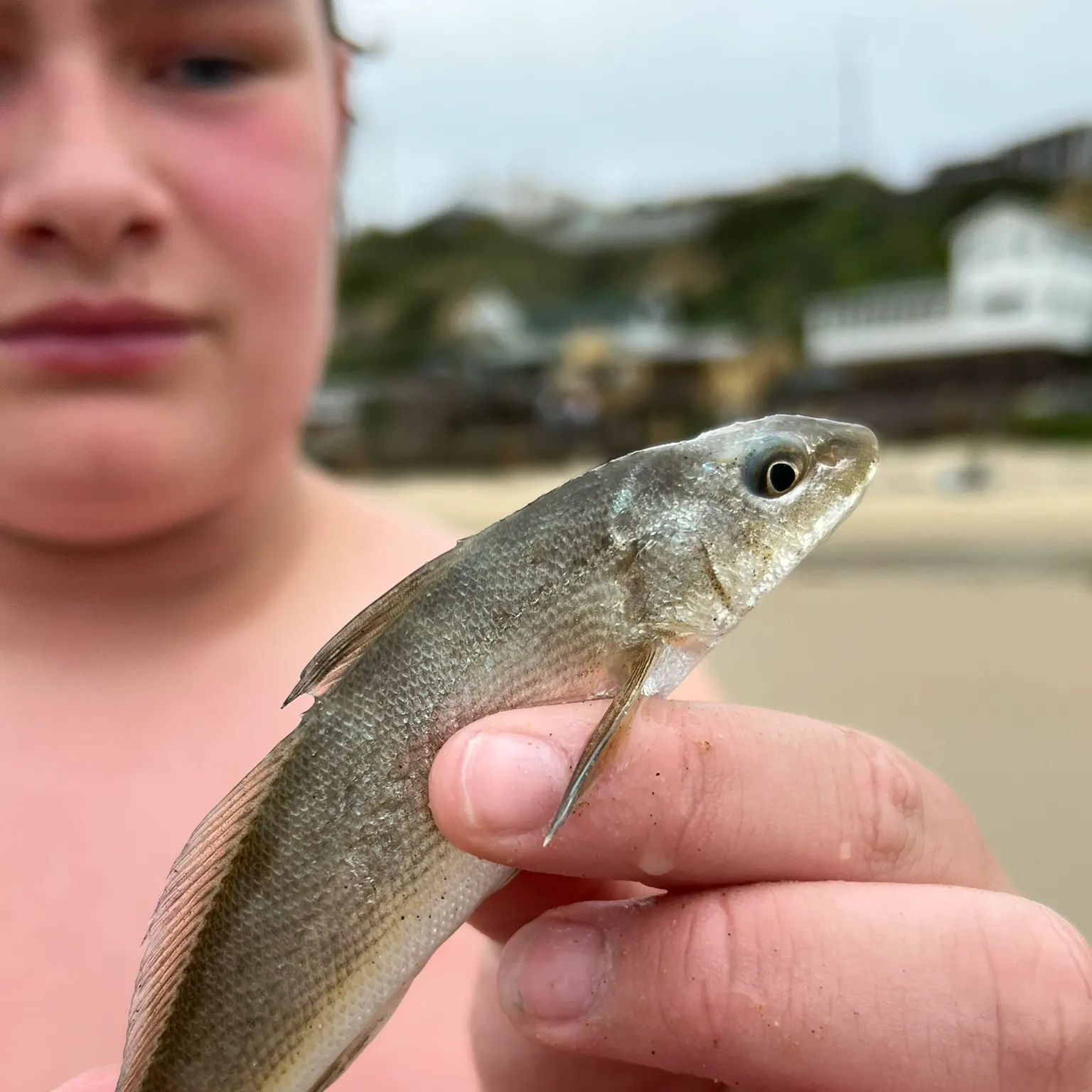 The most recent Gulf kingcroaker catches on Fishbrain