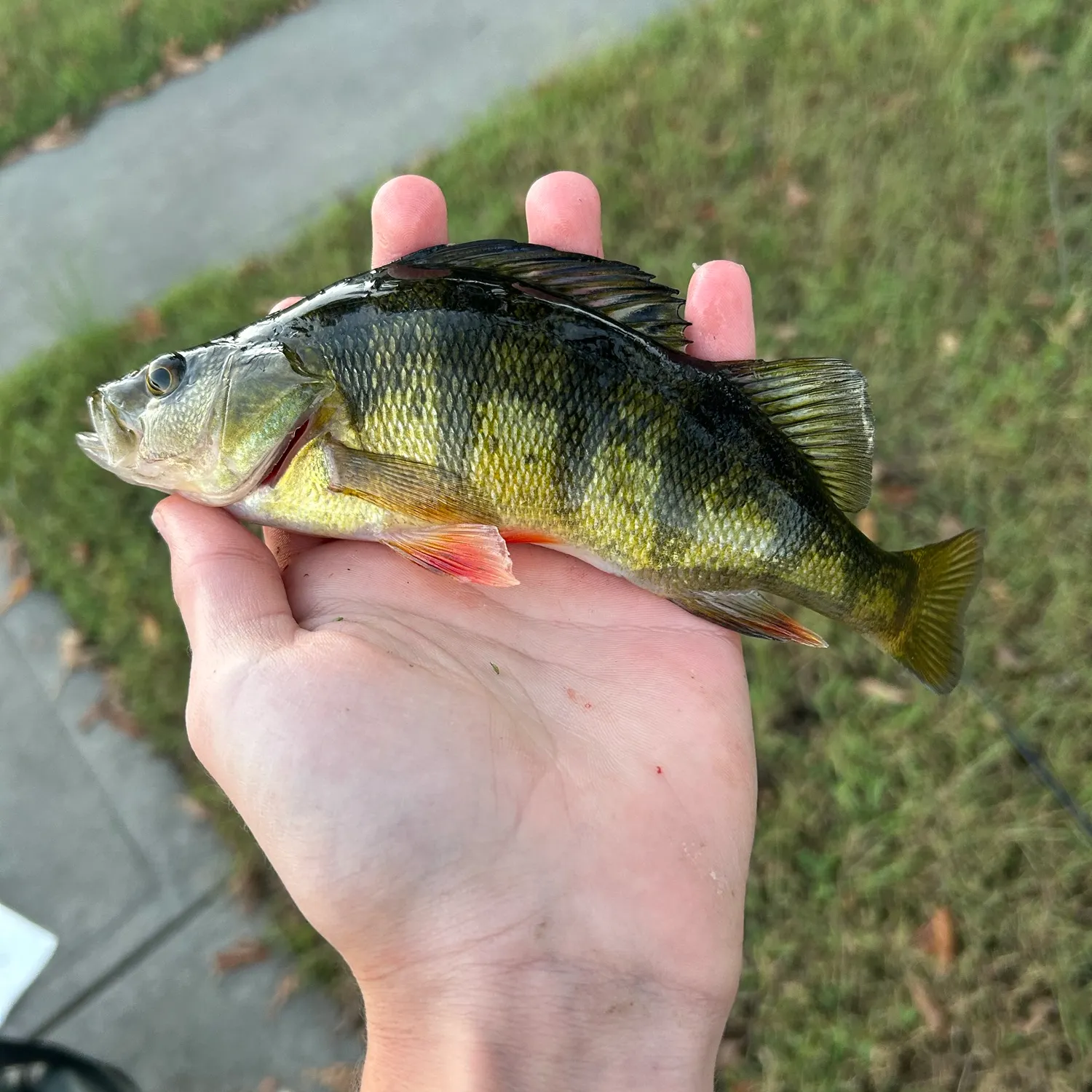 Yellow perch caught on Fishbrain