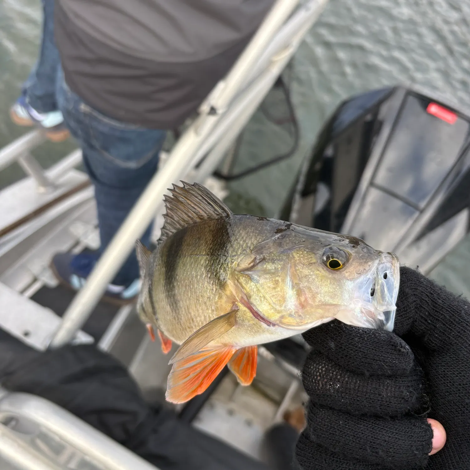 European perch caught on Fishbrain
