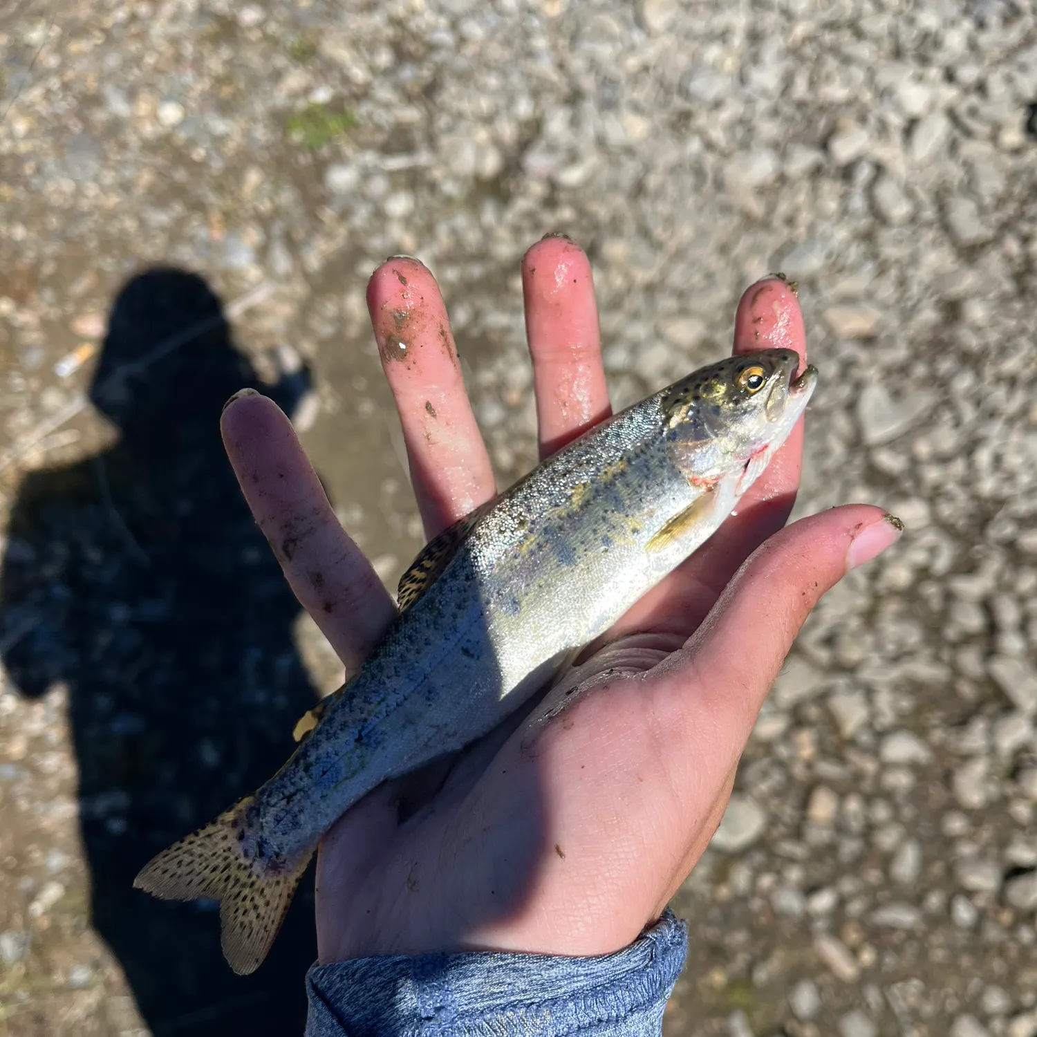 Rainbow trout caught on Fishbrain