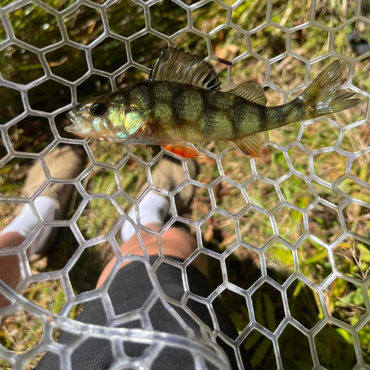Yellow perch caught on Fishbrain